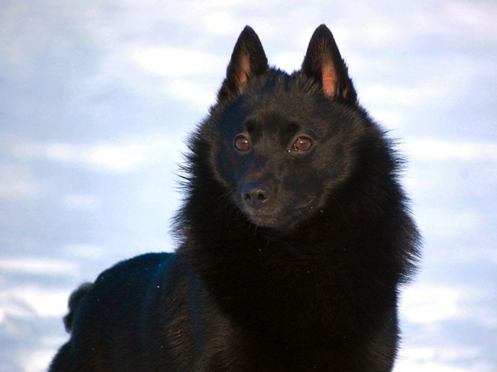 1024x768 Schipperke Wallpaper. Schipperke