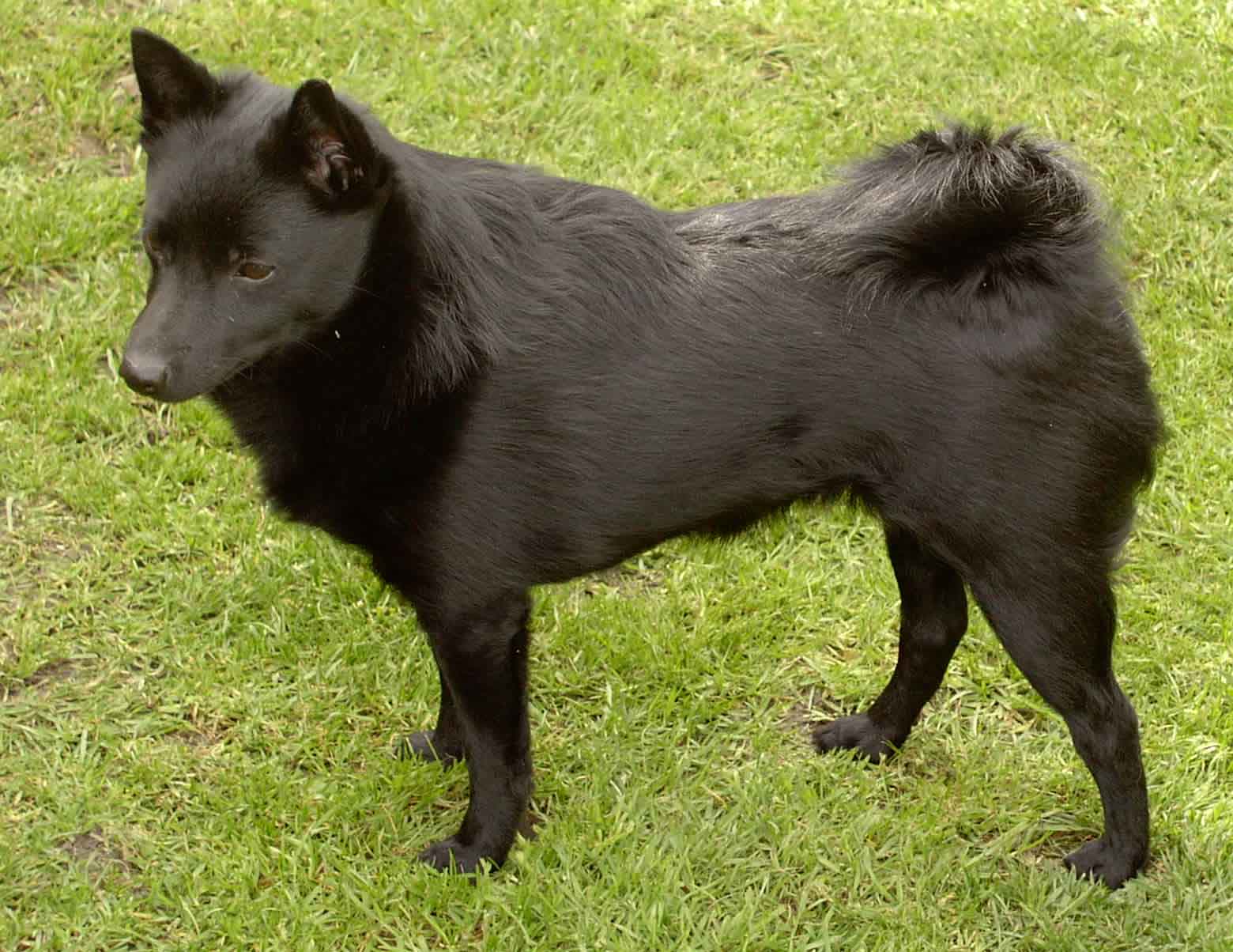 1560x1204 Schipperke dog on the grass photo and wallpaper. Beautiful