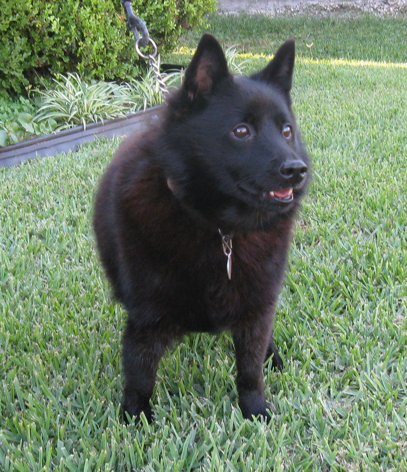 1401x1624 Cute Schipperke dog photo and wallpaper. Beautiful Cute Schipperke