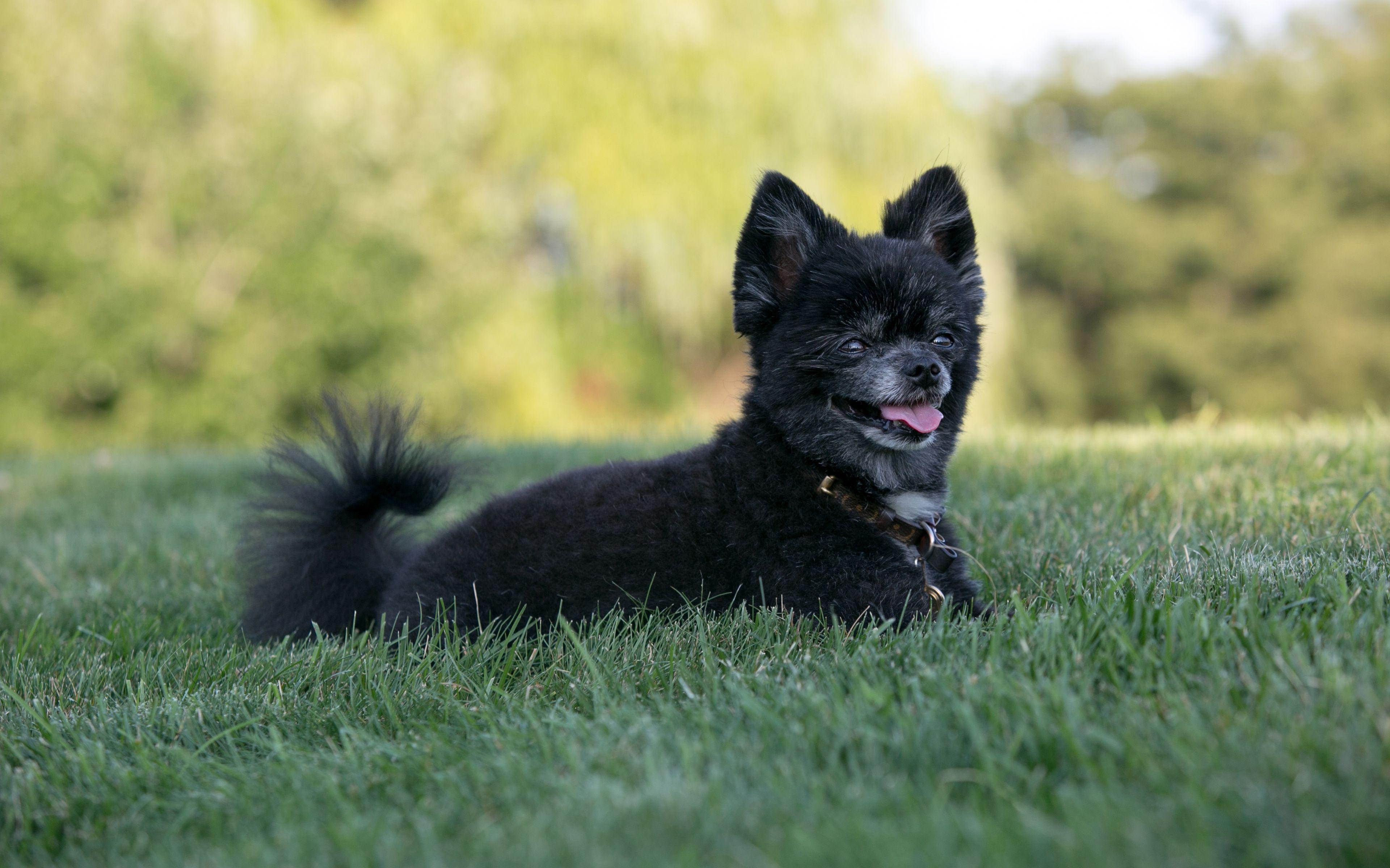 3840x2400 Download wallpaper Schipperke, black dog, green grass, pets