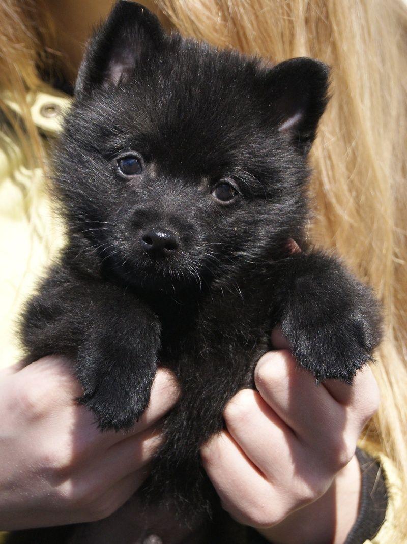 800x1070 It's a black teddy bear that I just want to snuggle with!! Such a