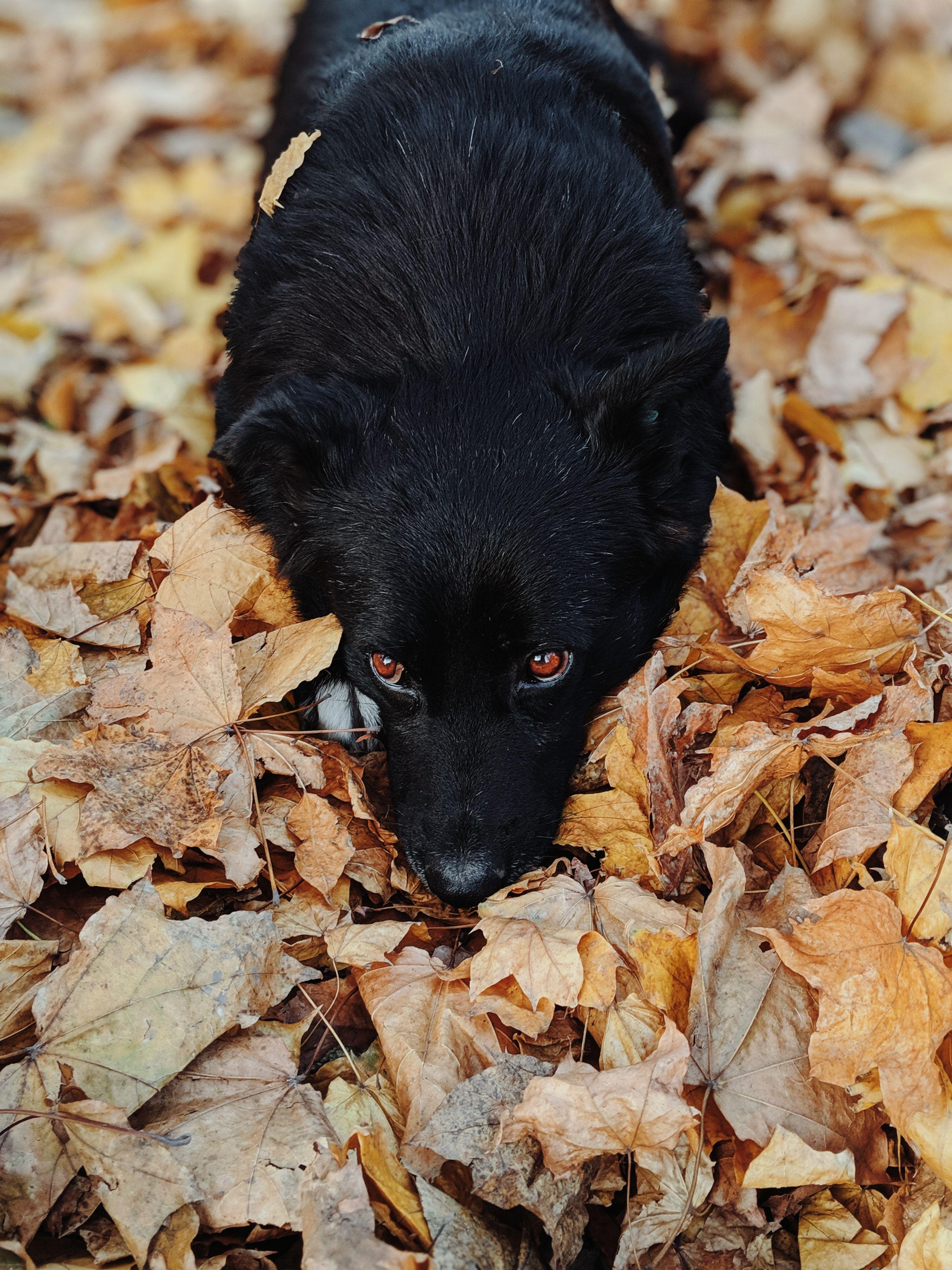3024x4032 Close Up Photo Of Black Schipperke Dog Resting On Dry Foliage
