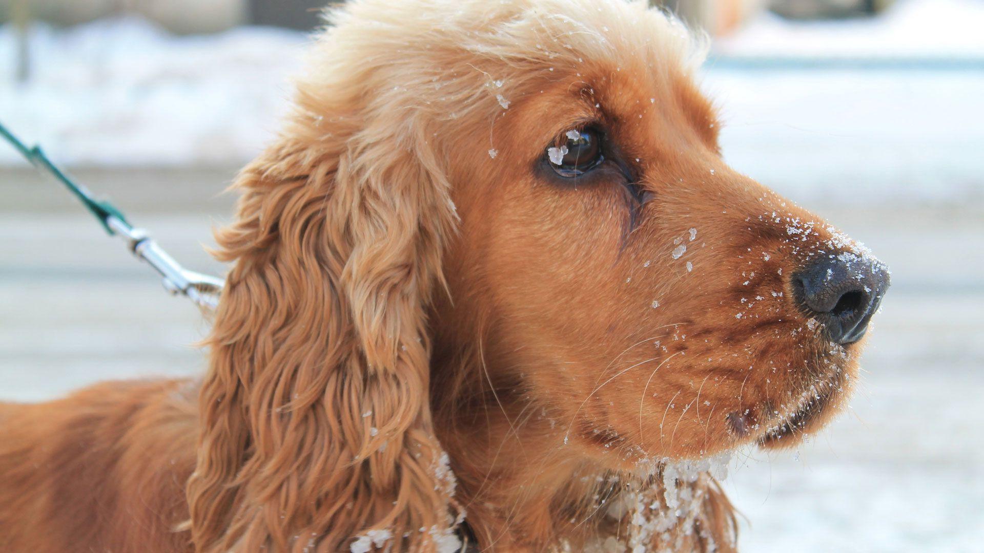1920x1080 Free download English Cocker Spaniel in snow wallpaper and image wallpaper [1920x1080] for your Desktop, Mobile & Tablet. Explore Cocker Spaniel Desktop Wallpaper. Cocker Spaniel Wallpaper, Cocker Spaniel Wallpaper