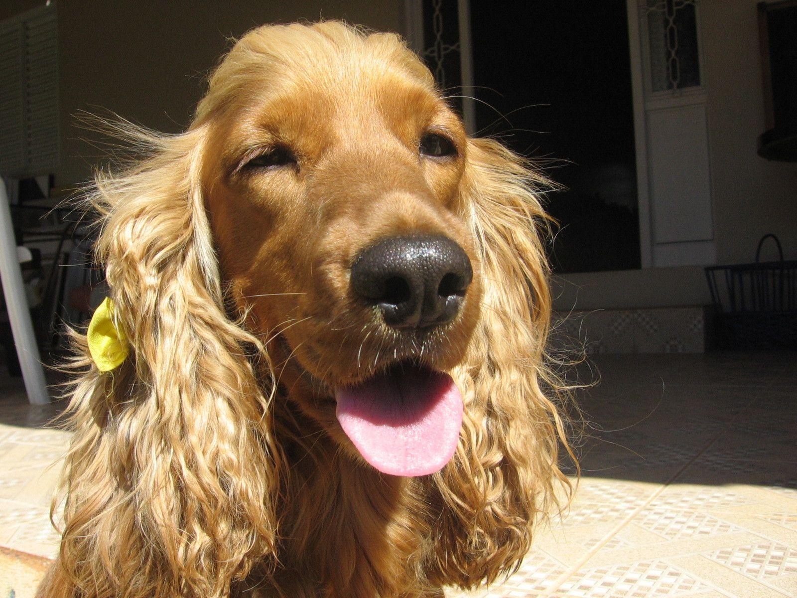 1600x1200 English Cocker Spaniel photo and wallpaper. Beautiful English