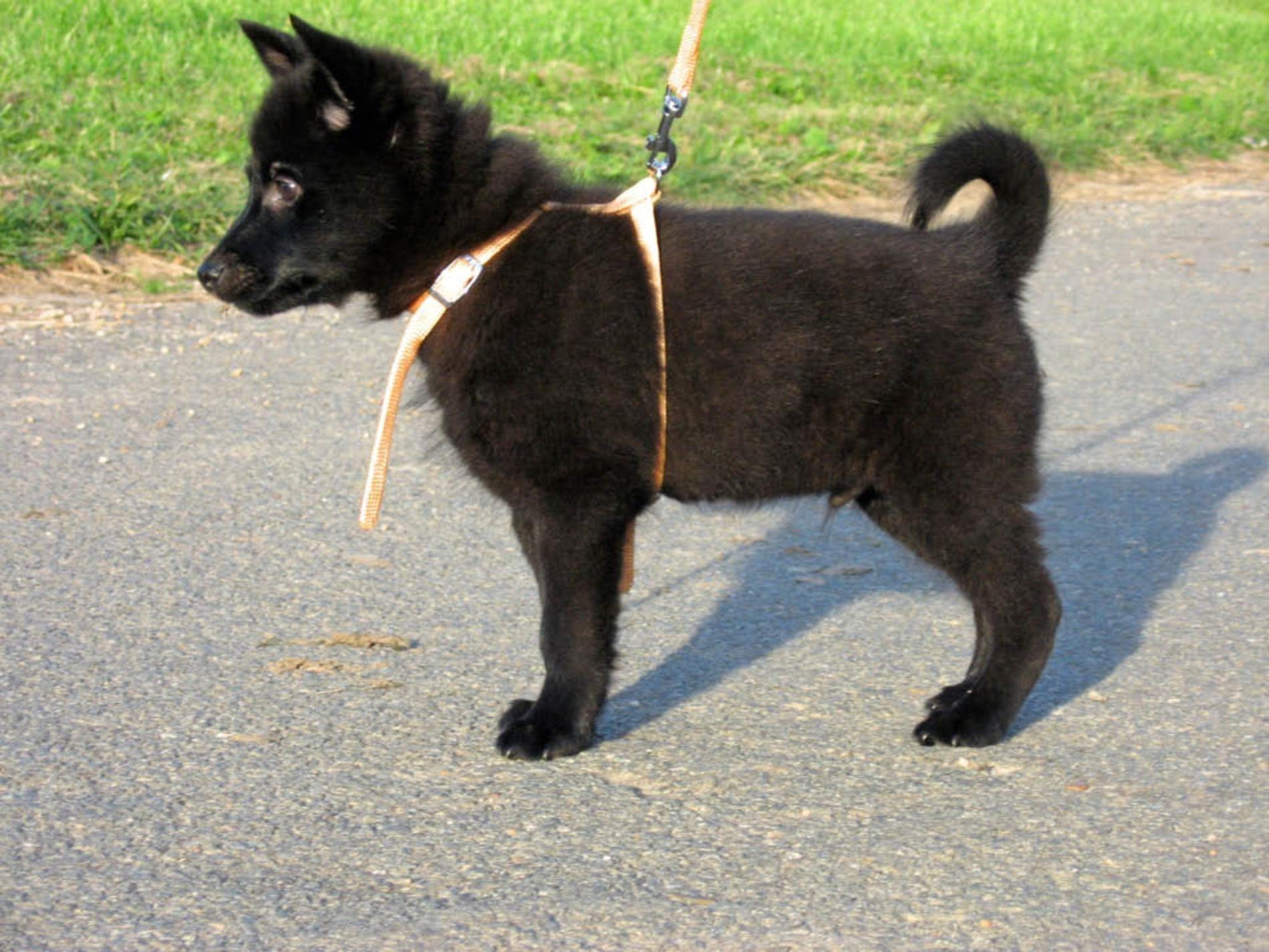 1900x1425 schipperke dog photo. Nice Schipperke dog photo and wallpaper