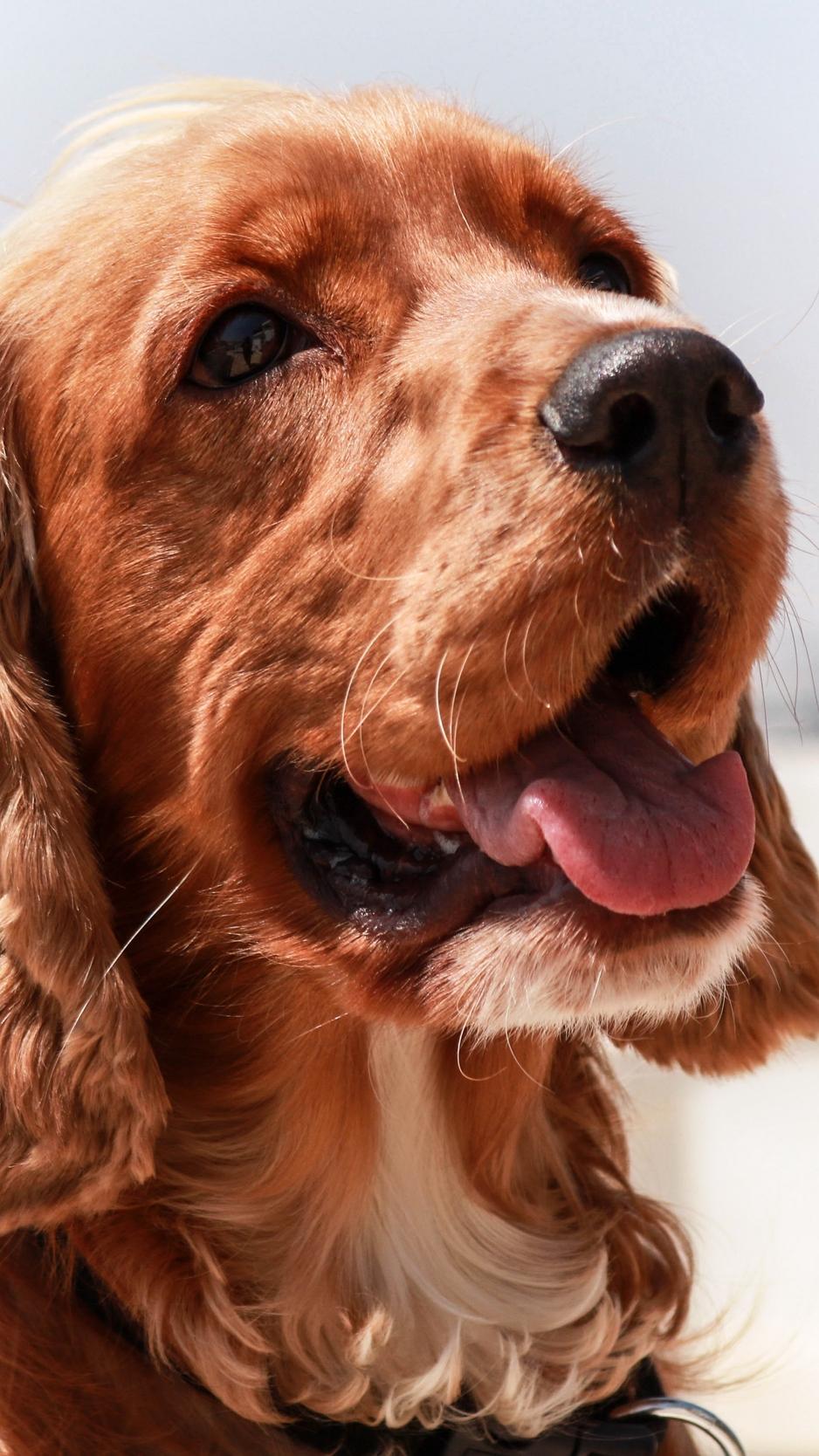 938x1668 Wallpaper English Cocker Spaniel, Dog, Muzzle, Protruding