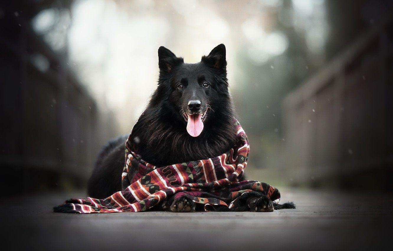 1332x850 Wallpaper each, dog, scarf image for desktop, section собаки
