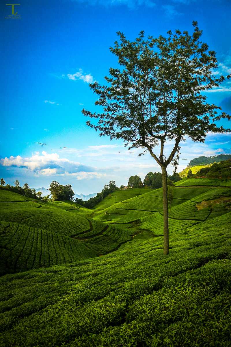 800x1200 Coonoor is a hill station in Tamil Nadu. It's known for its tea estates in the surrounding Nilgiri hills. It has an average elevation of 1850 meters (6070 feet) above sea level. #