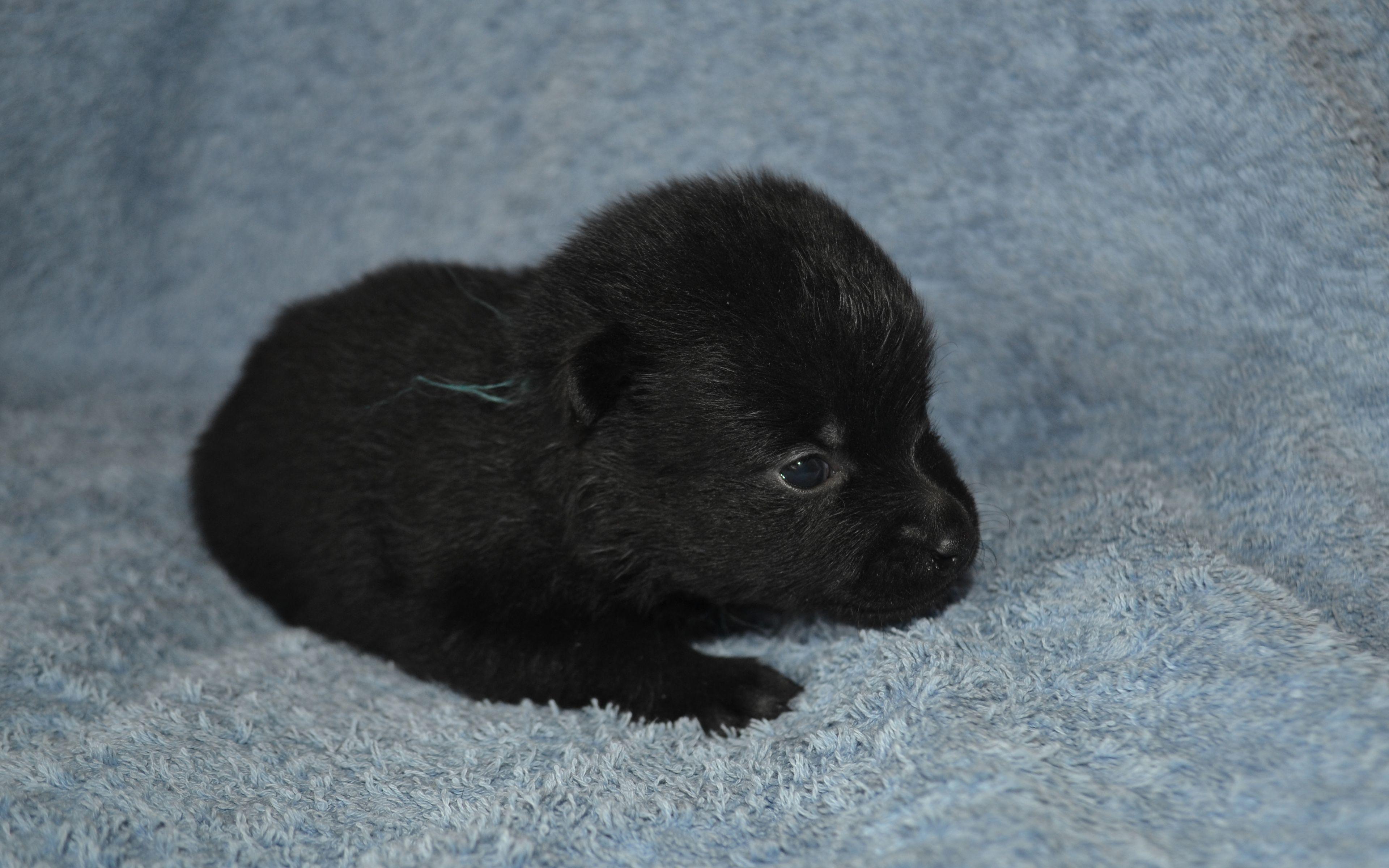 3840x2400 Download wallpaper Schipperke, little black puppy, cute animals