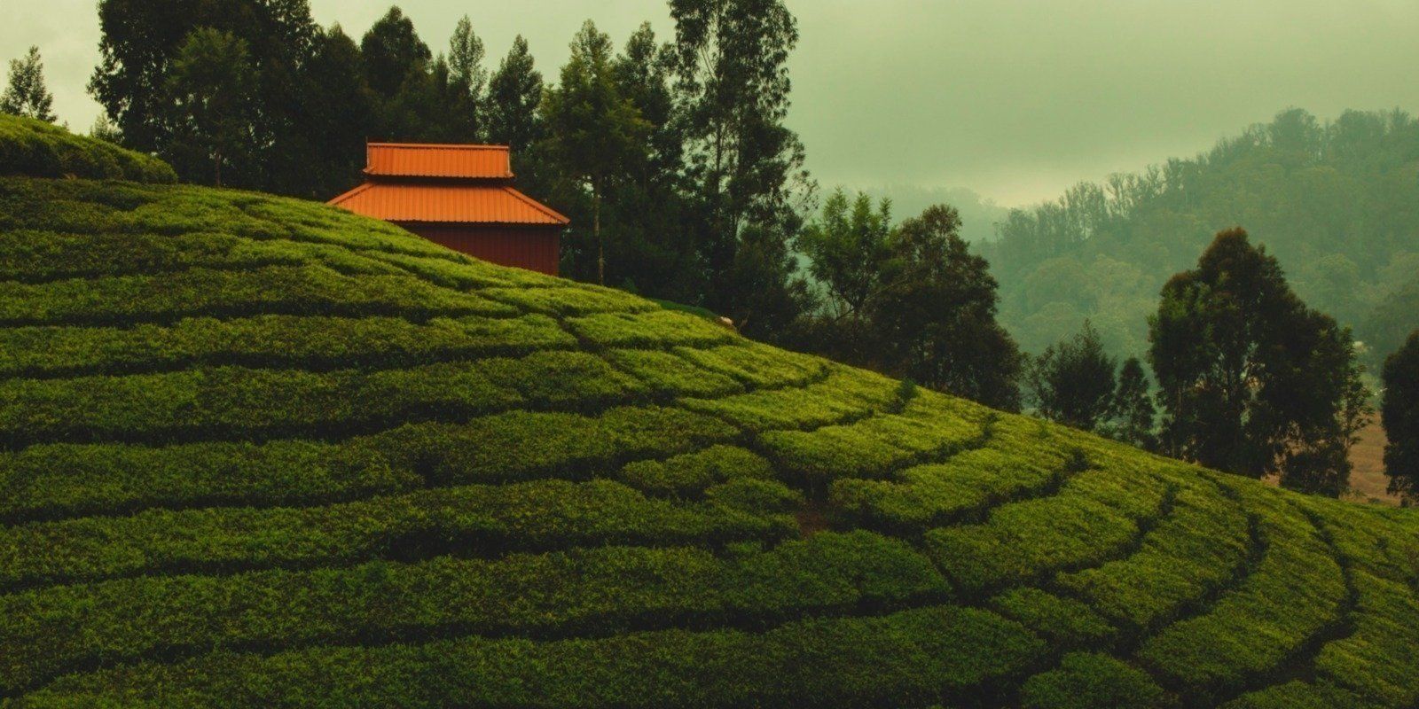 1600x800 Ooty Coonoor Tour From Bangalore