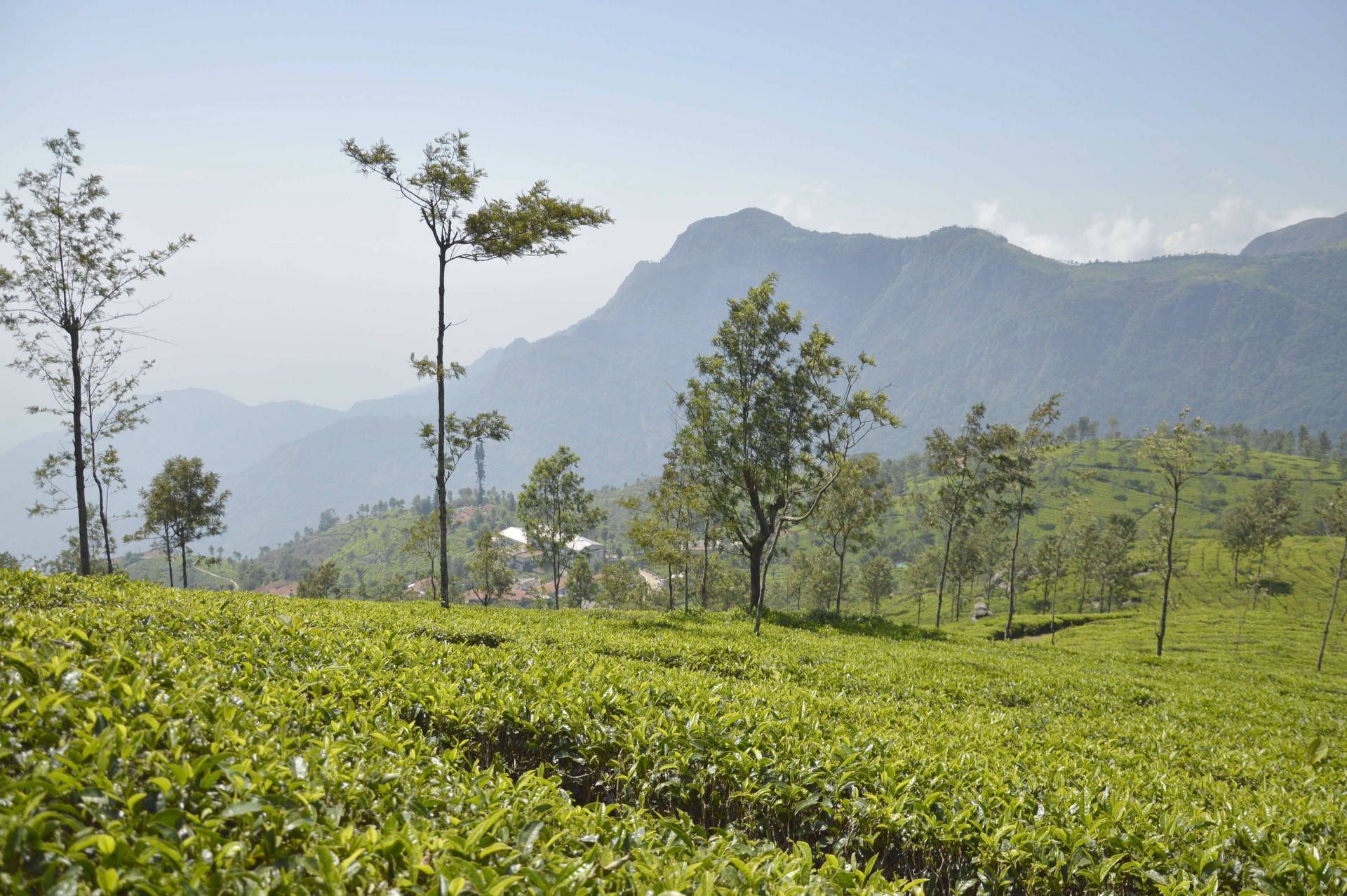 1920x1277 Download Coonoor Tea Garden India Wallpaper
