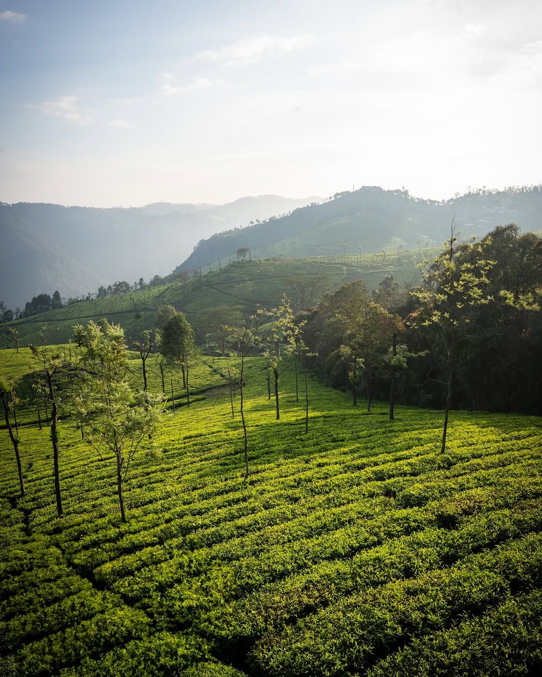 1080x1350 Beauty of Tea Plantation !!