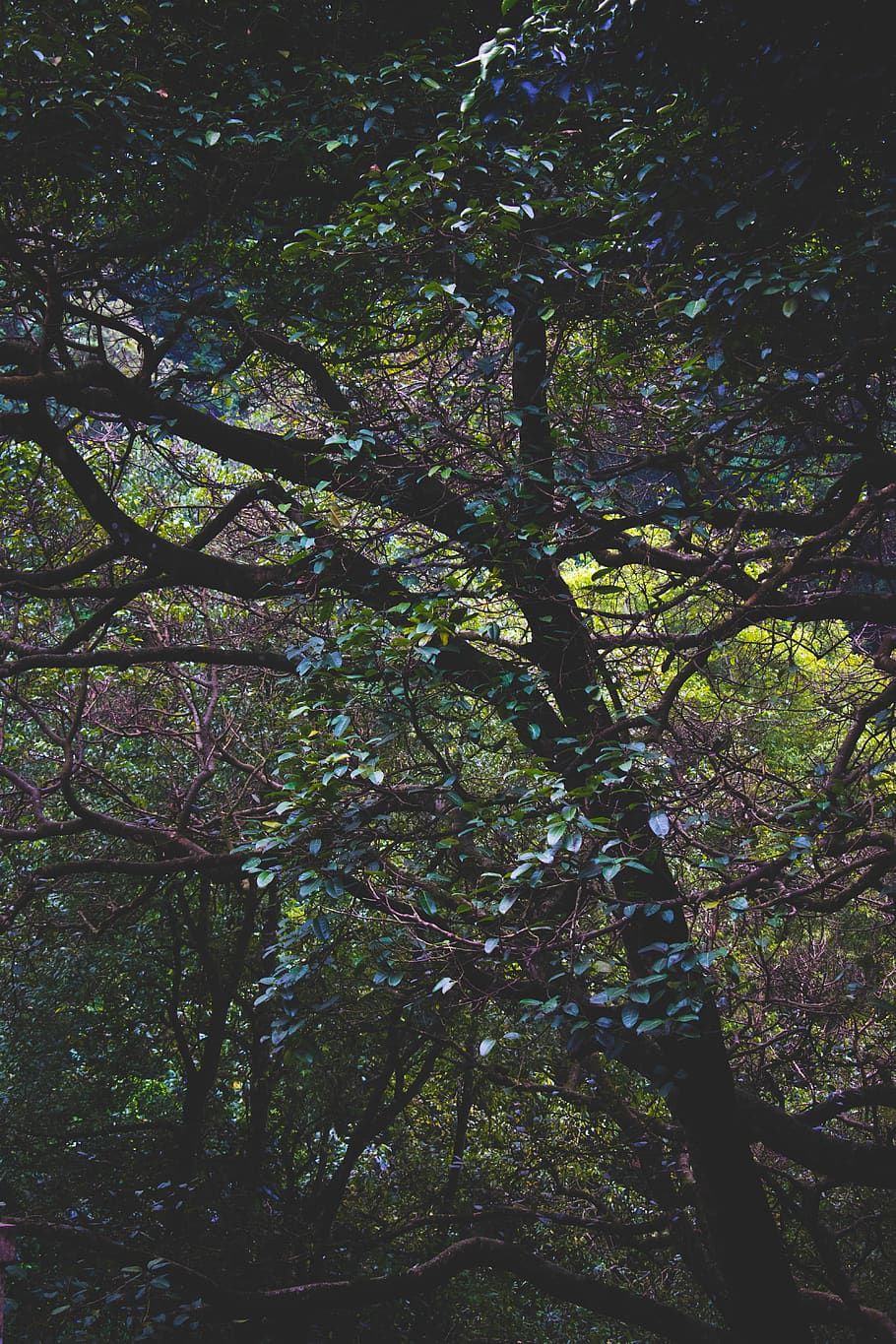 910x1365 Coonoor 1080P, 2K, 4K, 5K HD wallpaper free download