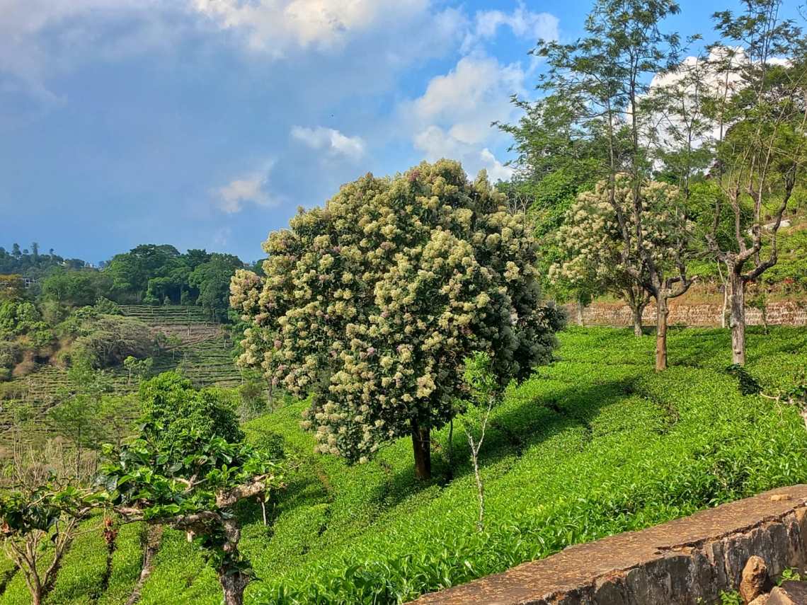1140x855 Ooty, Coonoor, Kotagiri itinerary for 5 days