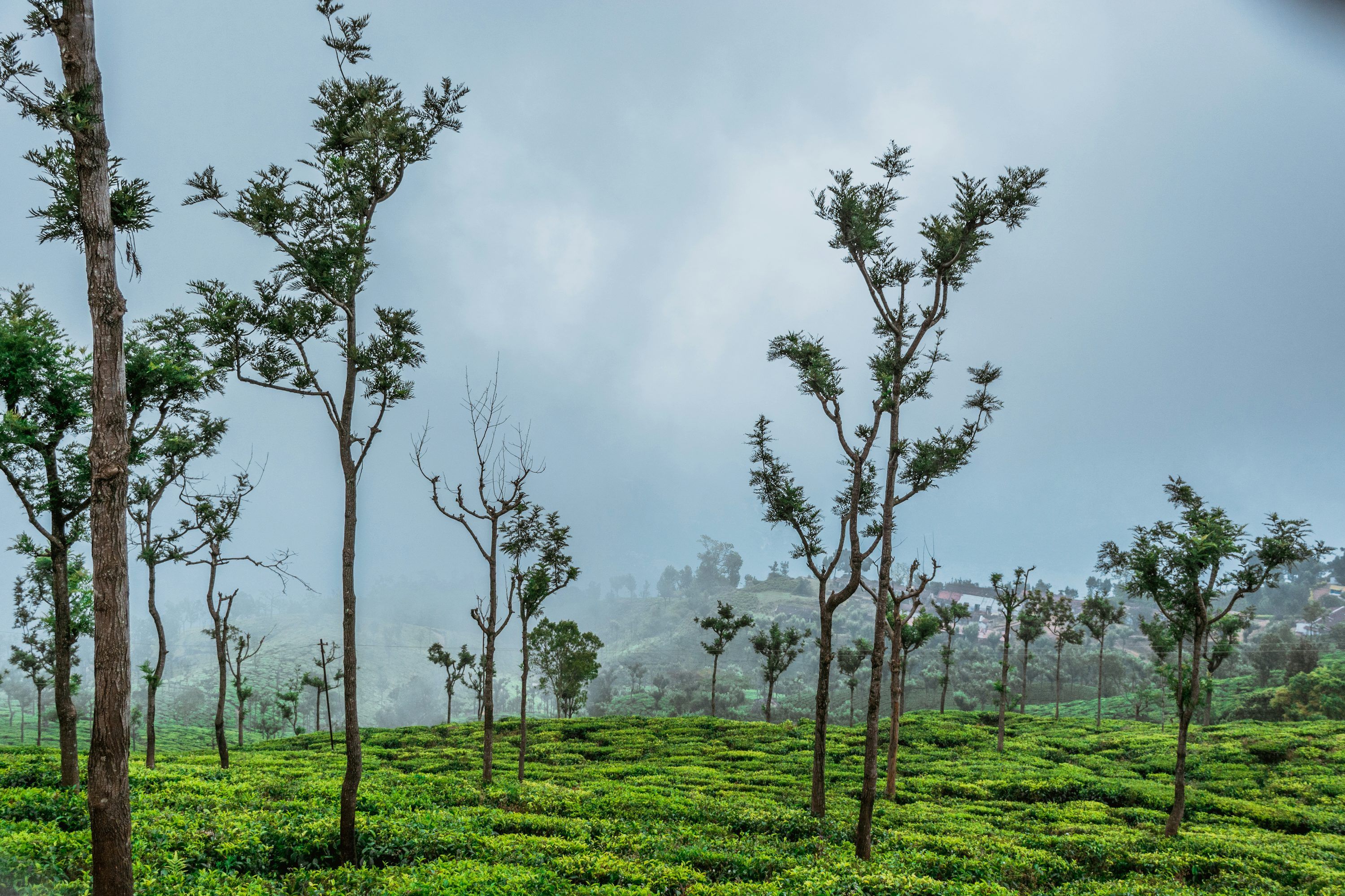 3000x2000 Coonoor Picture. Download Free Image