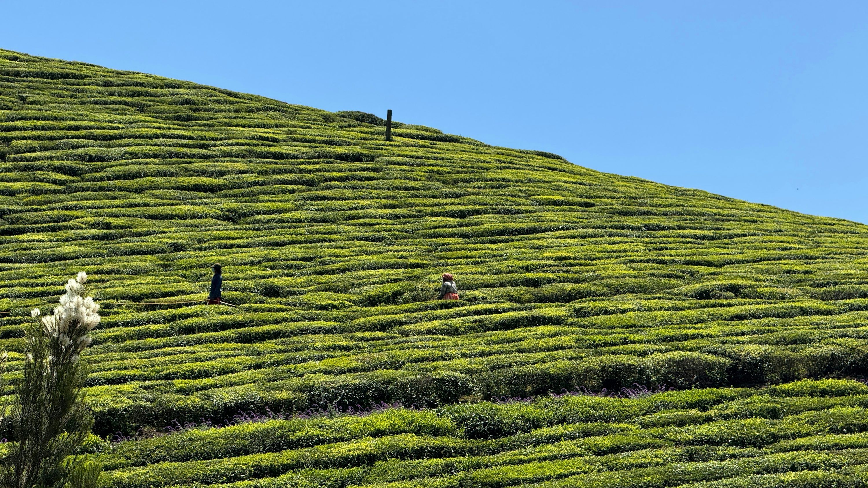 3000x1688 Coonoor Picture. Download Free Image