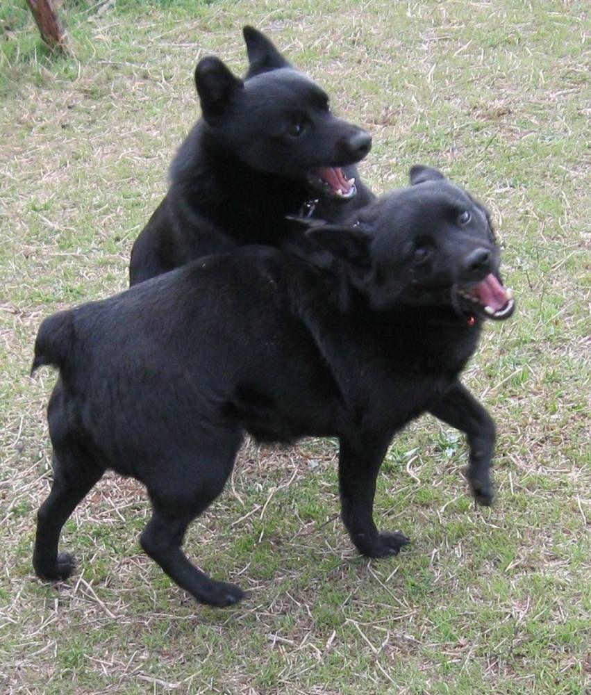 851x1000 schipperke dog photo. Schipperke dogs photo and wallpaper
