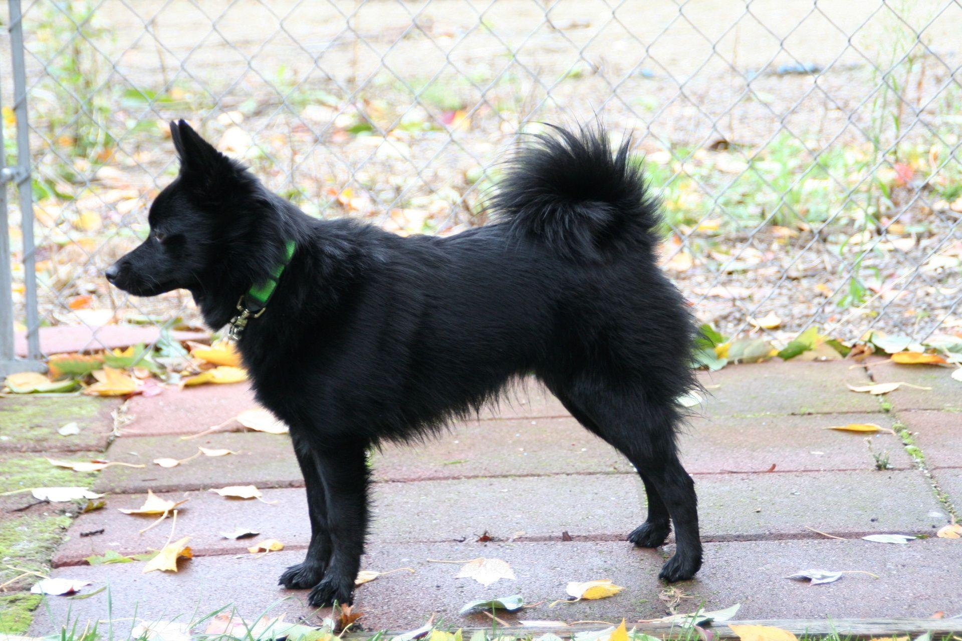 1920x1280 Schipperke Info, Temperament, Training, Diet, Puppies, Picture