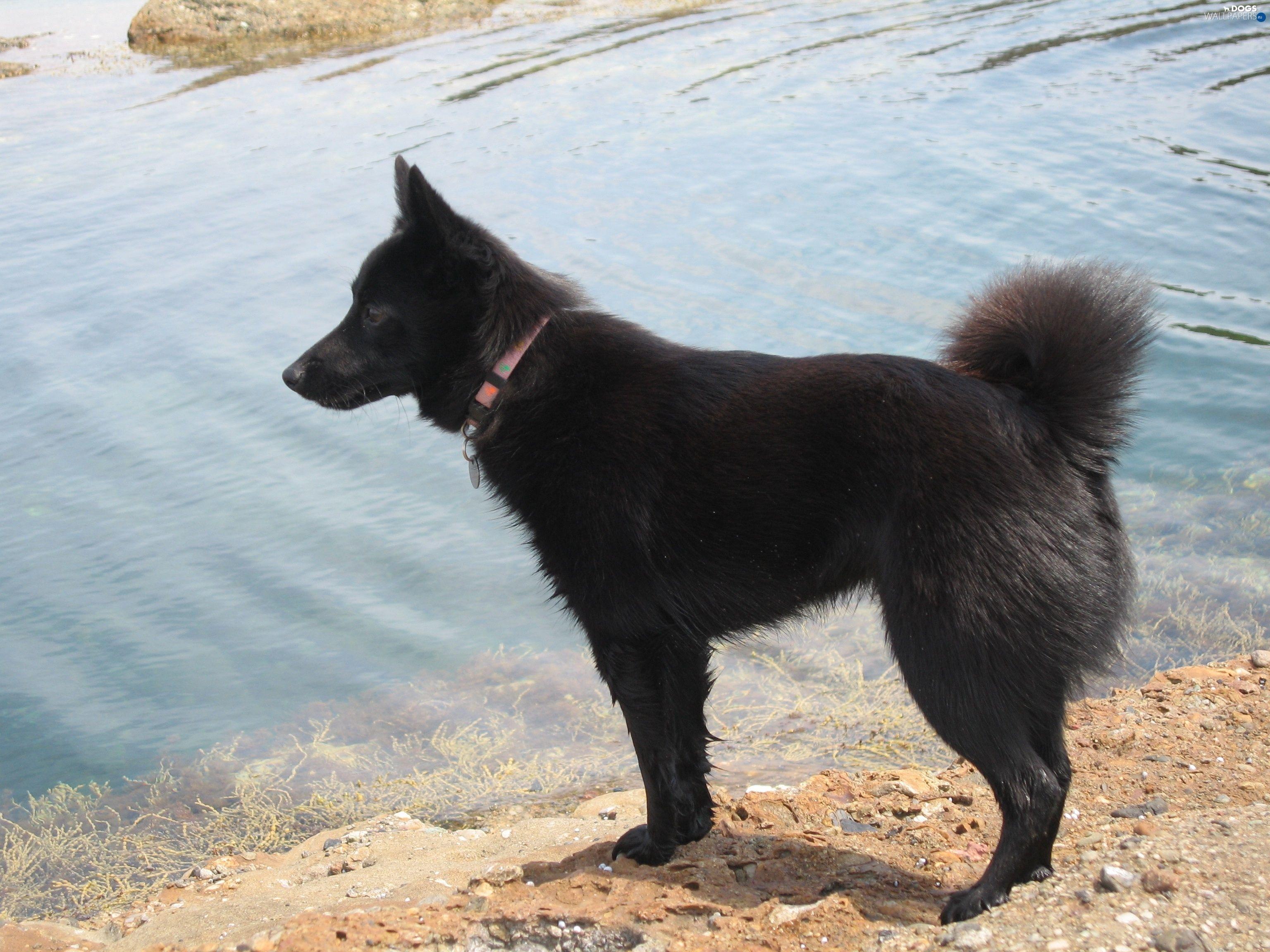 3072x2304 water, Schipperke wallpaper: 3072x2304