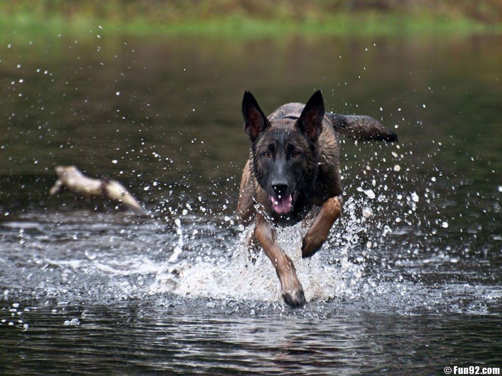 1024x768 Free download Belgian Malinois Dogs Wallpaper HD HD Wallpaper [1024x768] for your Desktop, Mobile & Tablet. Explore Malinois Wallpaper. Malinois Wallpaper