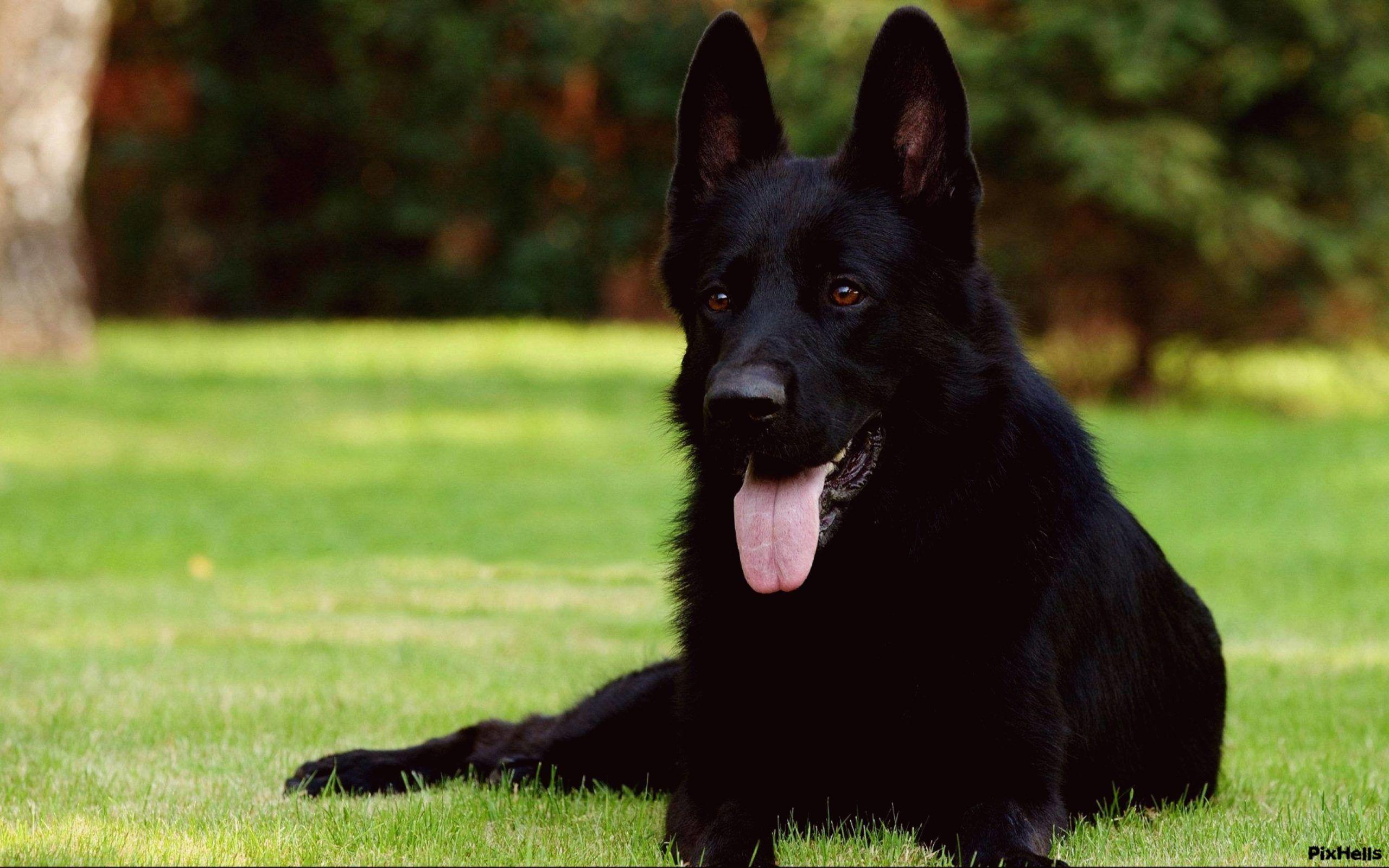 2560x1600 Black Dog Desktop Wallpaper