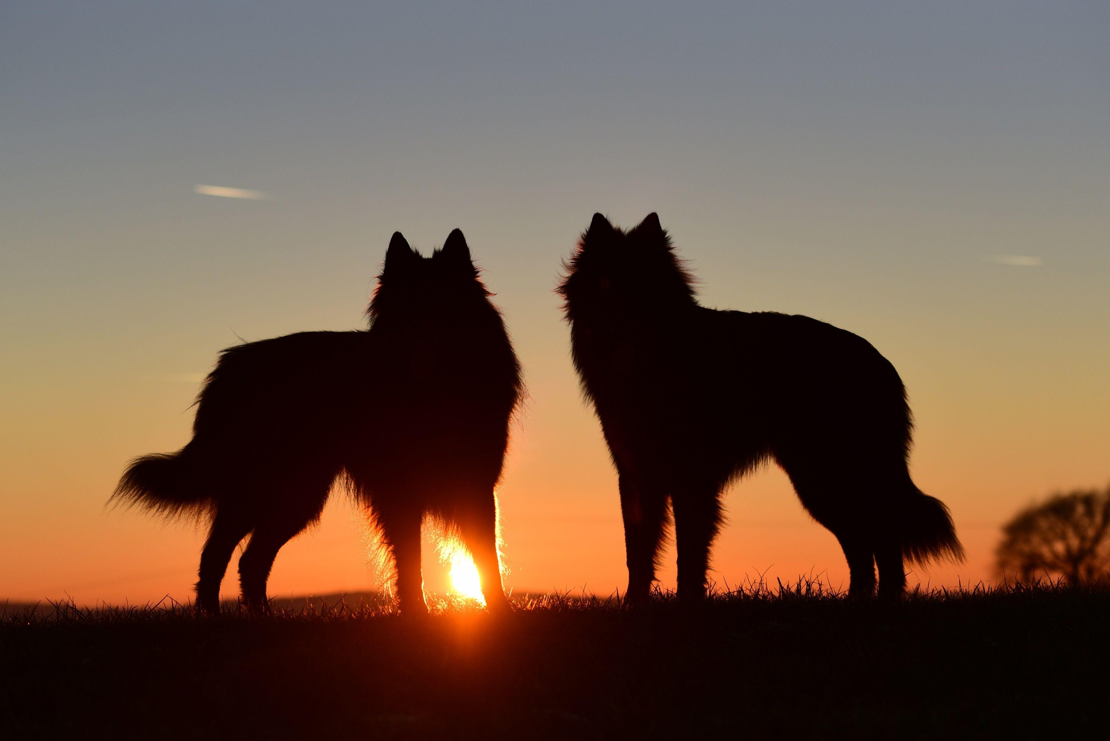 3610x2410 Belgian Shepherd HD Wallpaper and Background Image