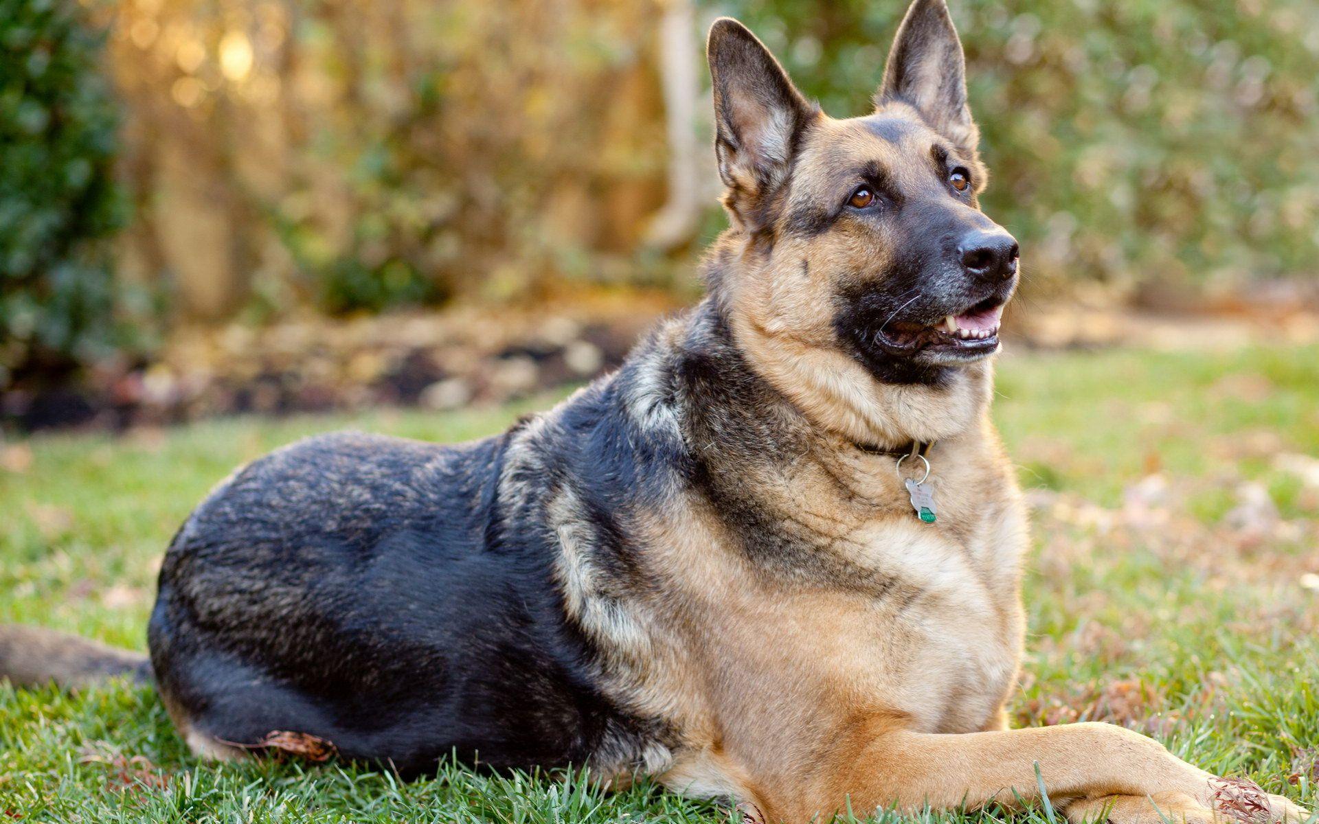 1920x1200 German Shepherd Dog Wallpaper