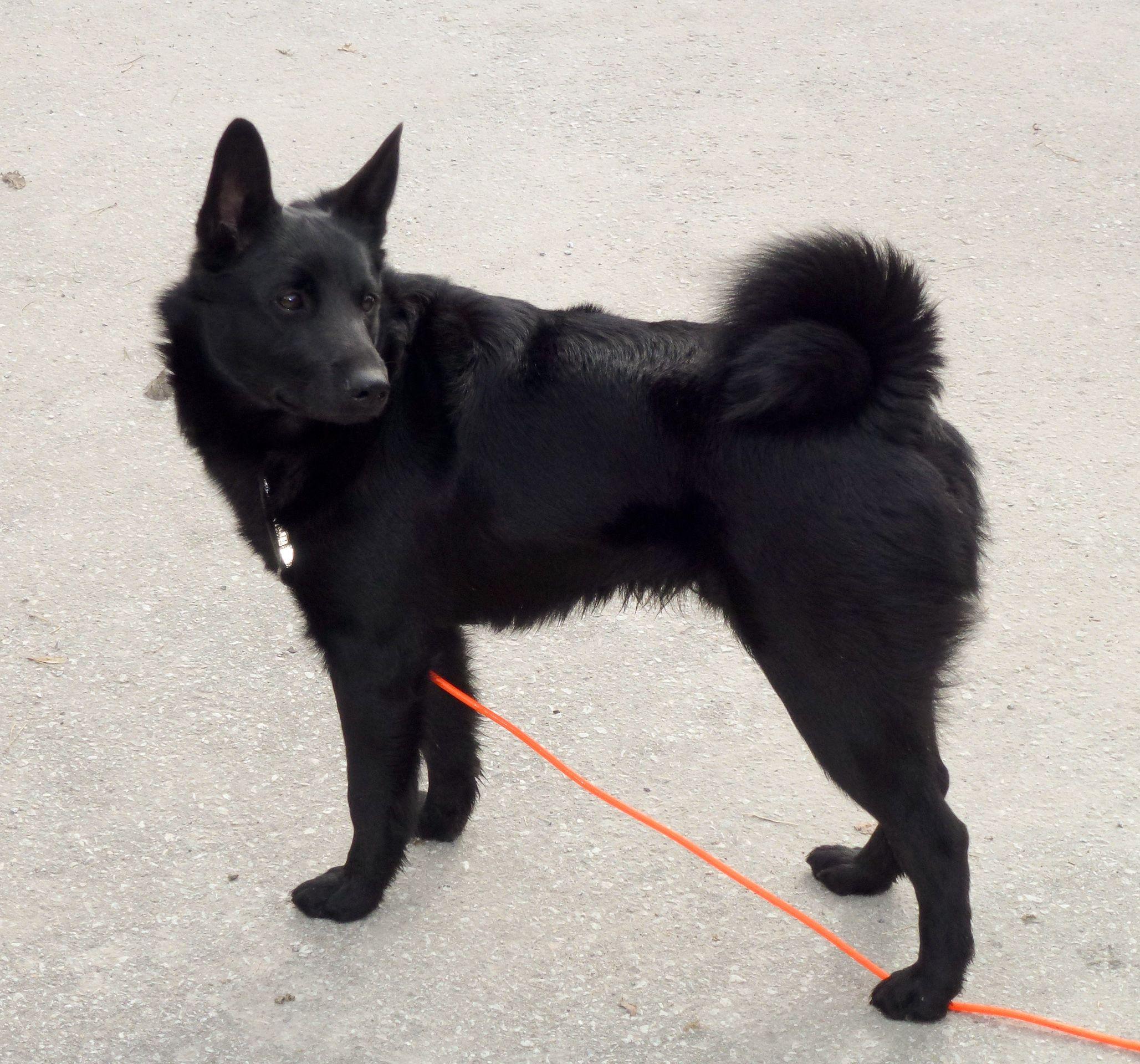 2057x1920 Black Norwegian Elkhound