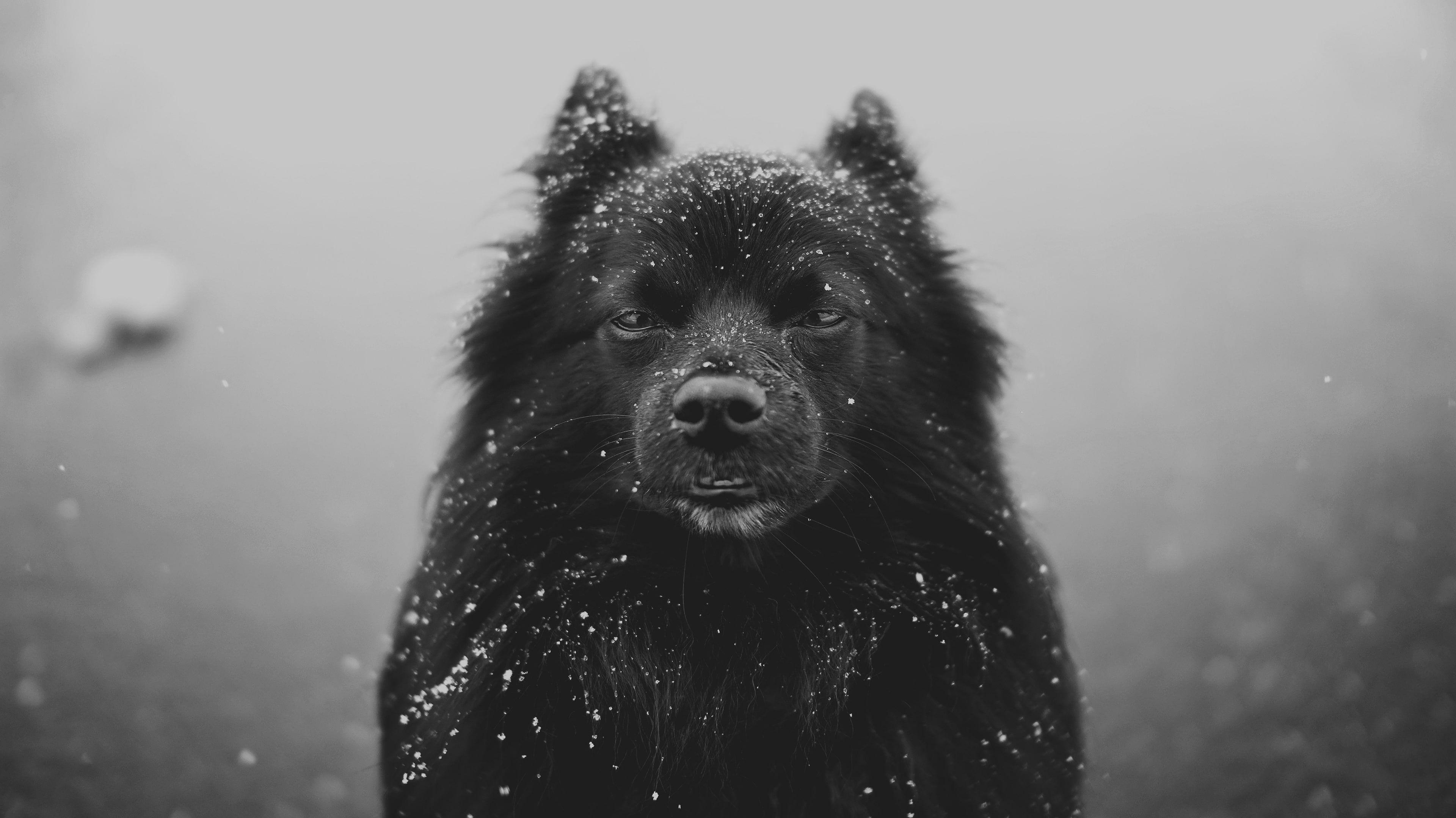 3840x2160 Schipperke HD wallpaper free download