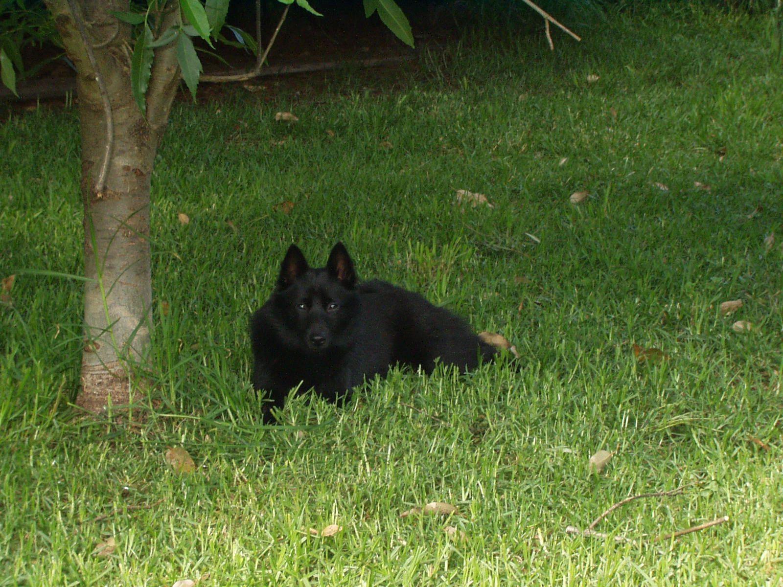 1600x1200 schipperke dog photo. Schipperke dog near the tree photo