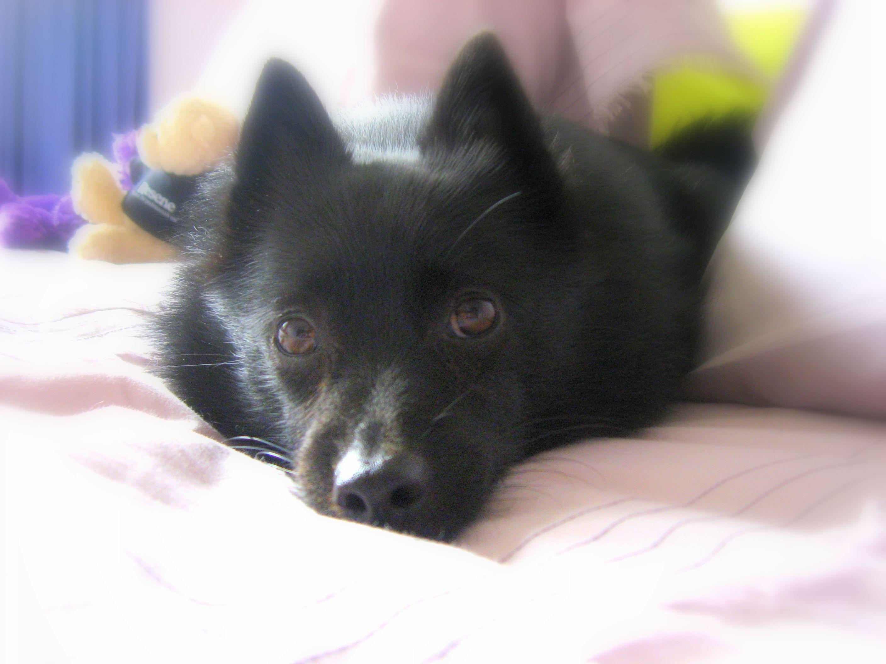 2816x2112 Resting Schipperke dog photo and wallpaper. Beautiful Resting