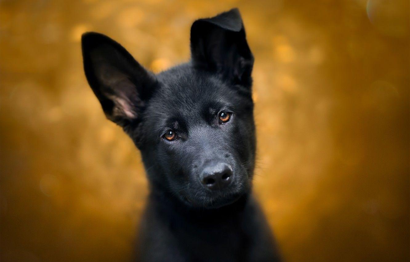 1332x850 Wallpaper look, background, dog, puppy, ears, face, German