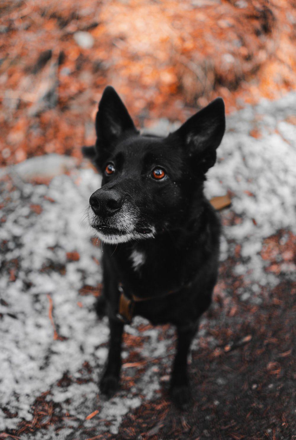 1000x1484 black dog photo