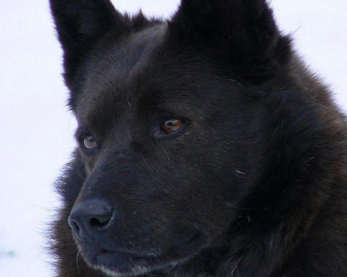 1125x900 Schipperke Wallpaper App Ranking and Store Data