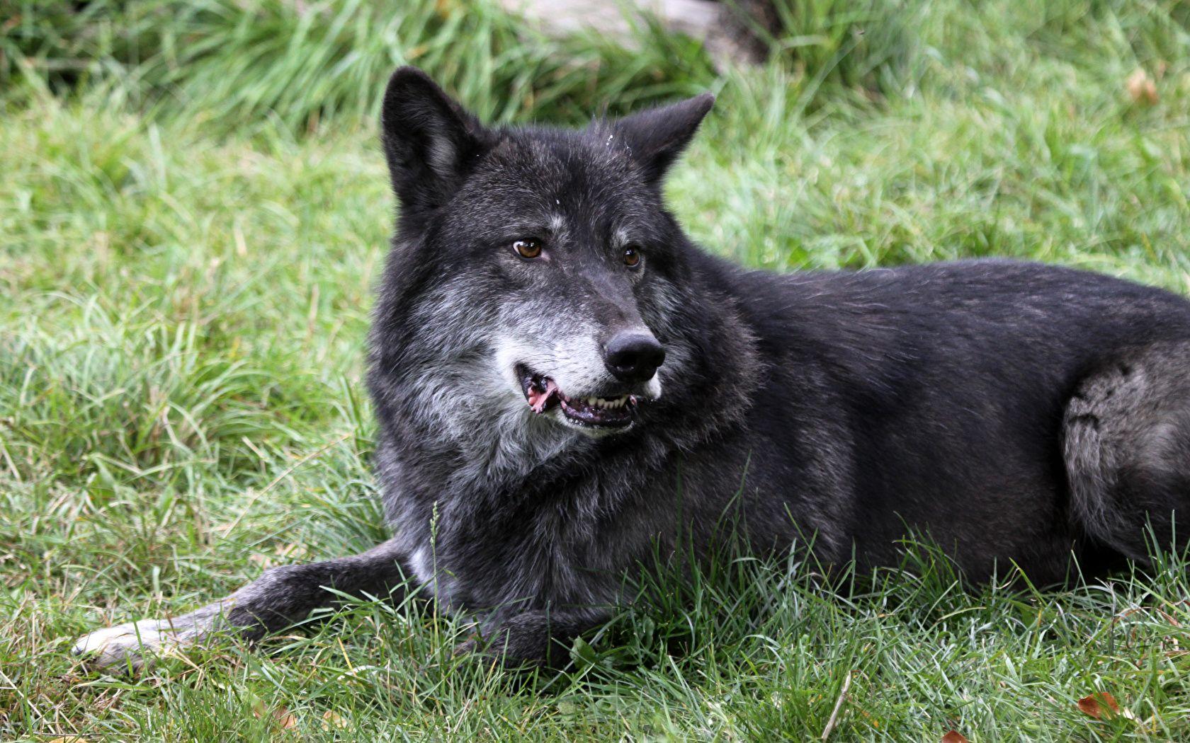 1680x1050 Wallpaper Wolves Glance Animals 1680x1050