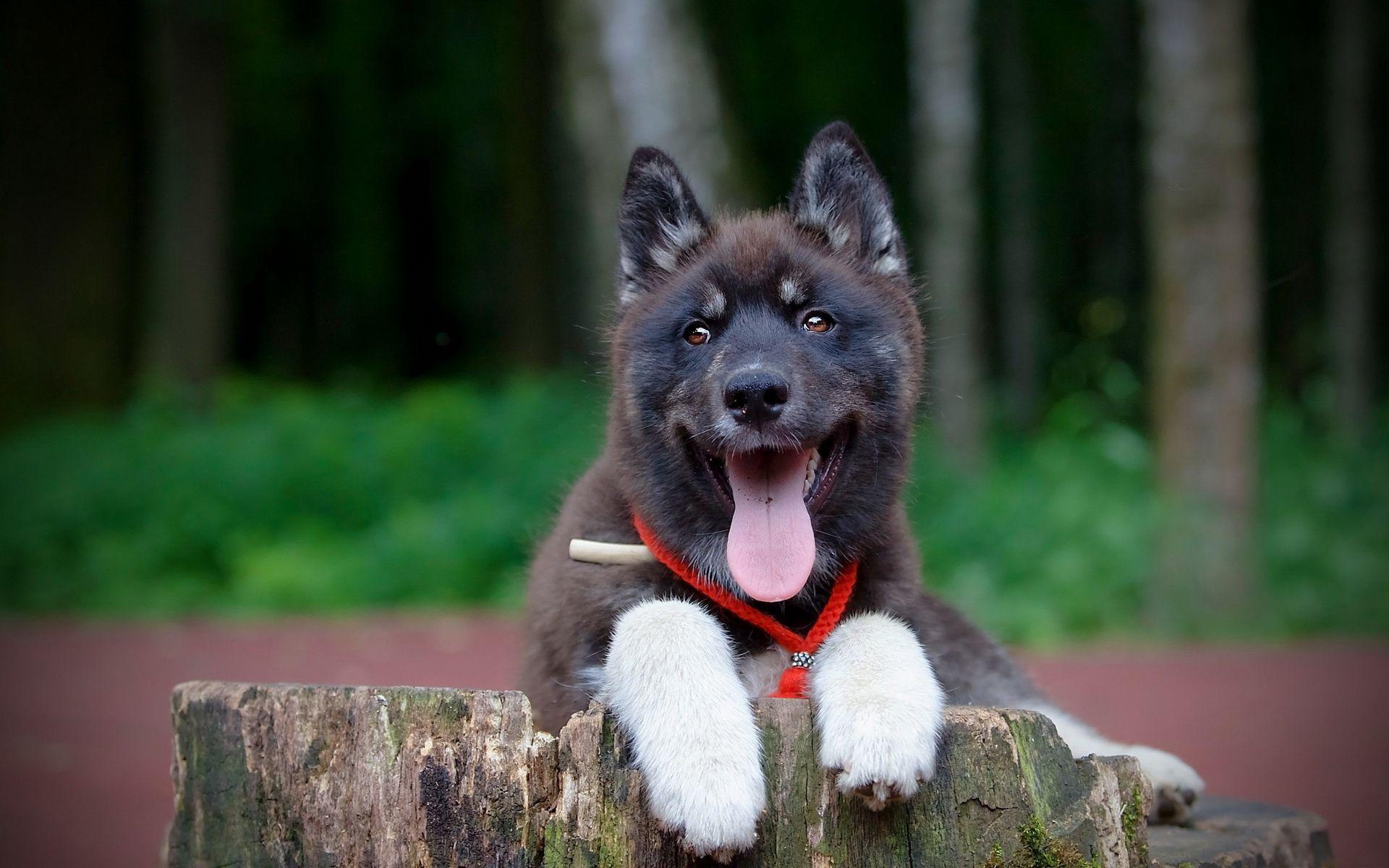 1920x1200 Download wallpaper 1920x1200 puppy, dog, protruding tongue, collar