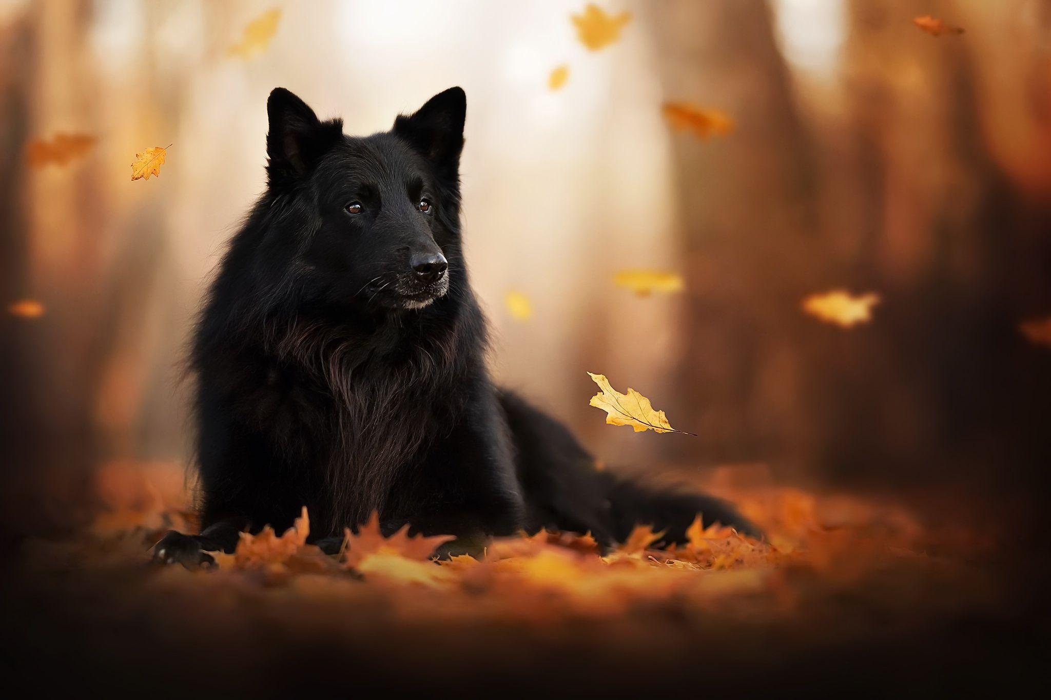 2048x1365 Animal Dog Dogs Pet Depth Of Field Fall Leaf HD Wallpaper