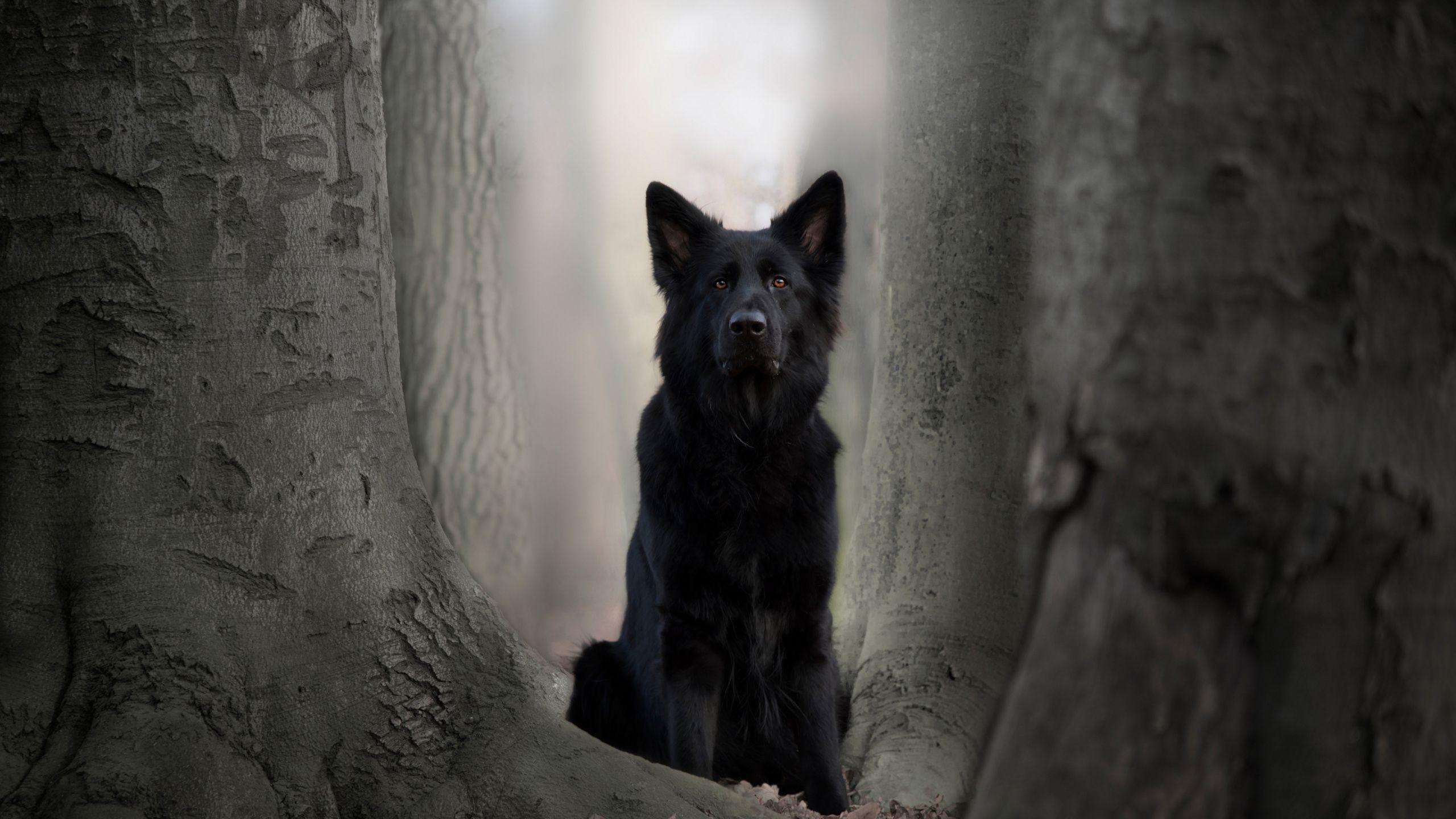 2560x1440 Download 2560x1440 wallpaper black dog, german shepherd, animal