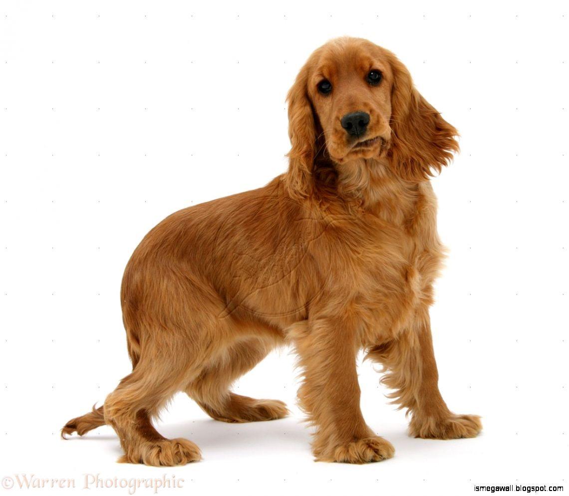 1140x994 English Cocker Spaniel Wallpaper