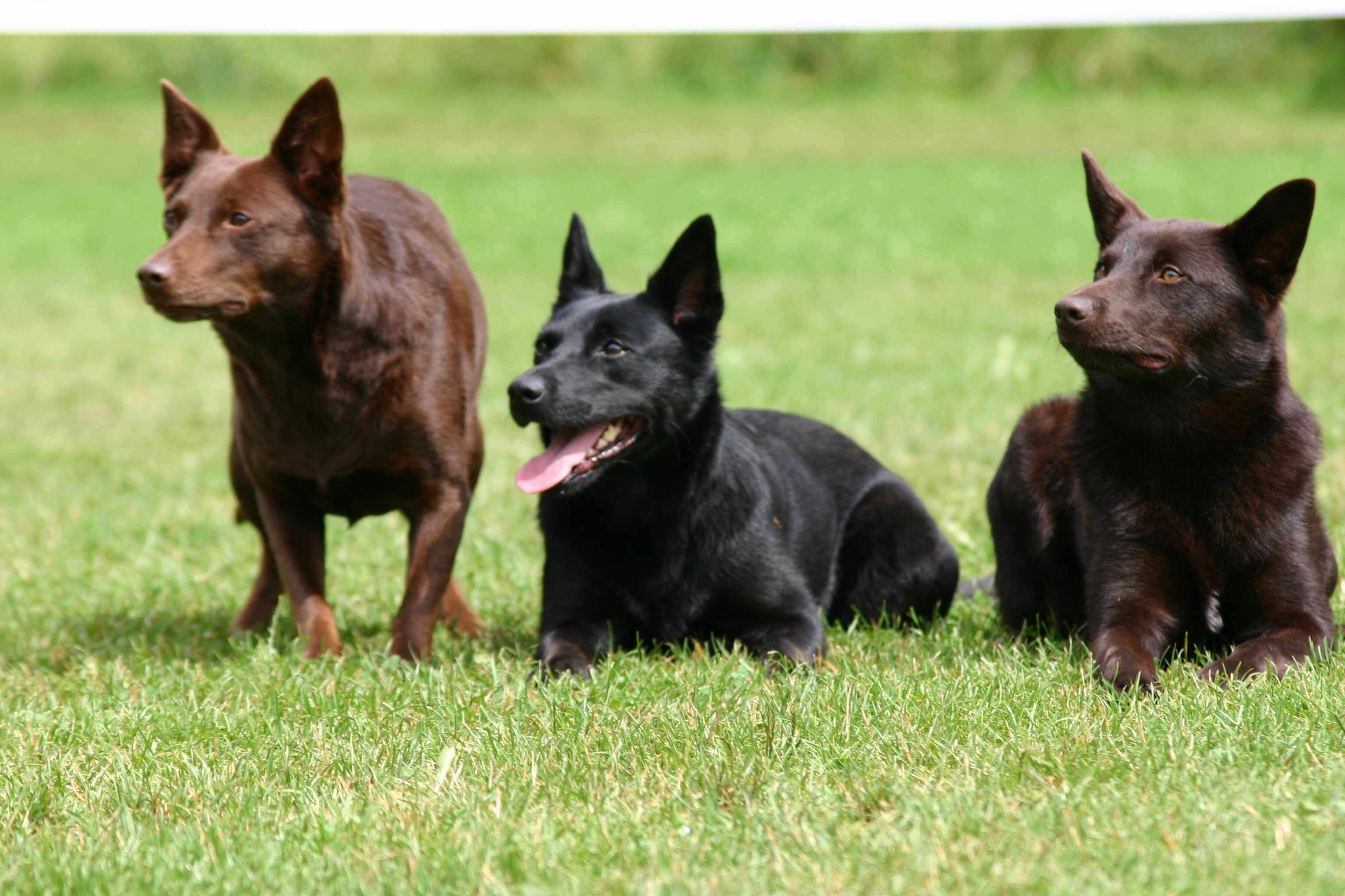 3072x2048 Three, Australian, Kelpie, Dogs, High, Resolution, New, Top