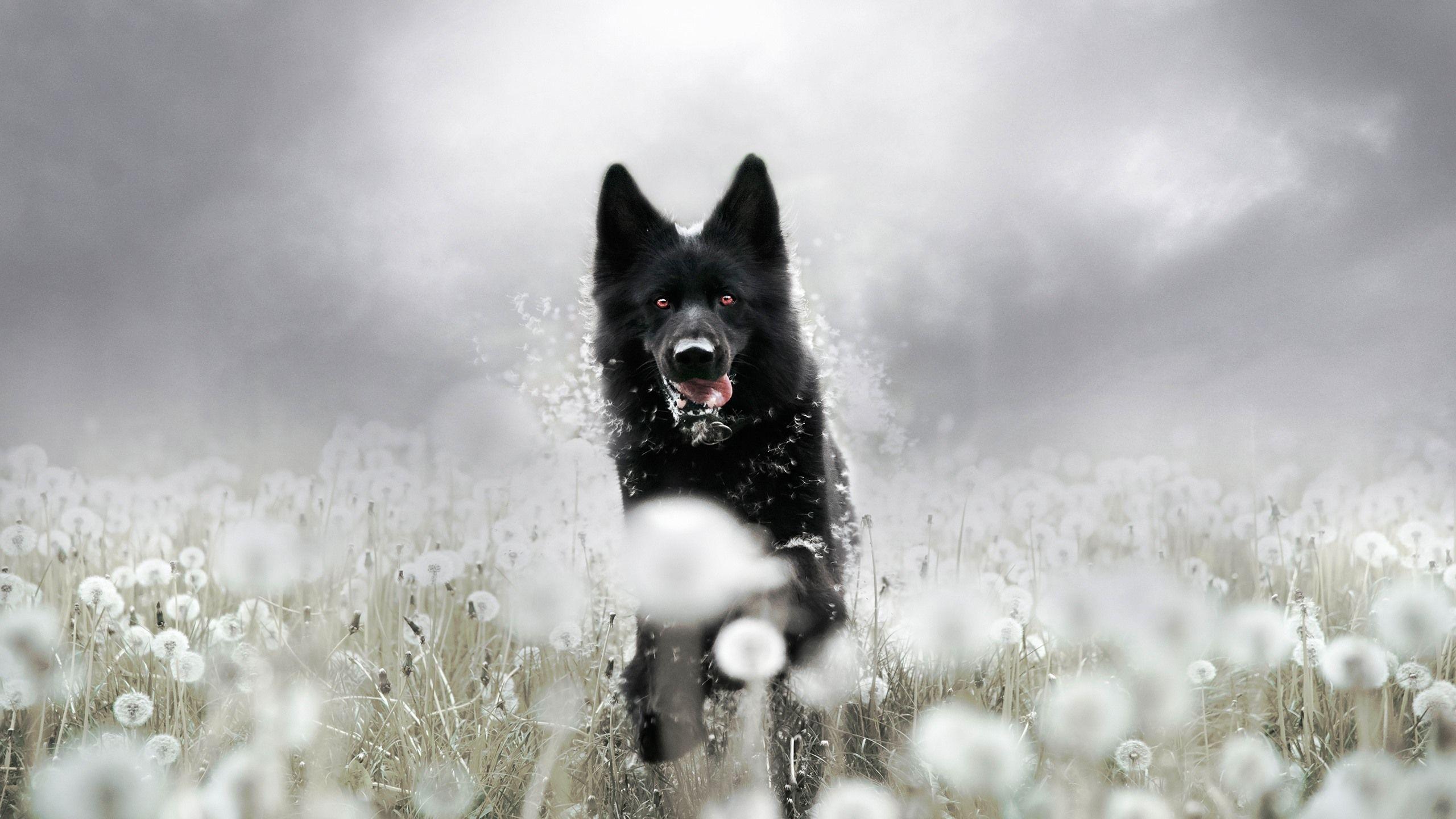 2560x1440 Wallpaper Black dog running, dandelion, hazy 2560x1600 HD Picture