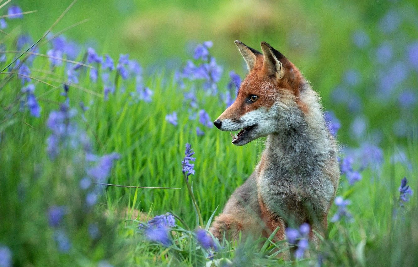 1332x850 Fox Spring Wallpaper