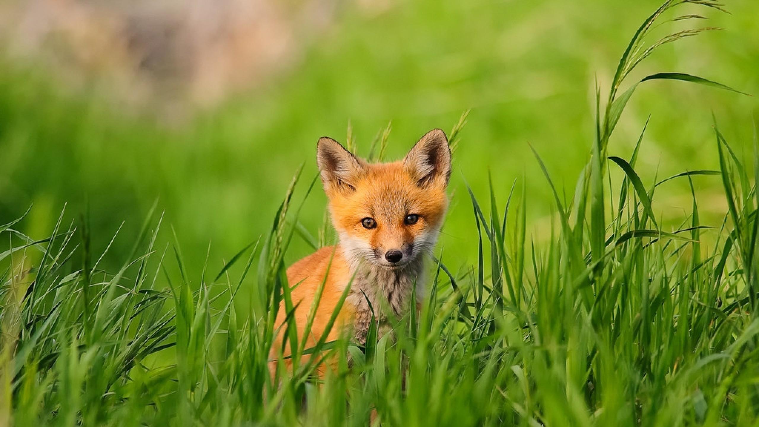 2560x1440 Fox Spring Wallpaper