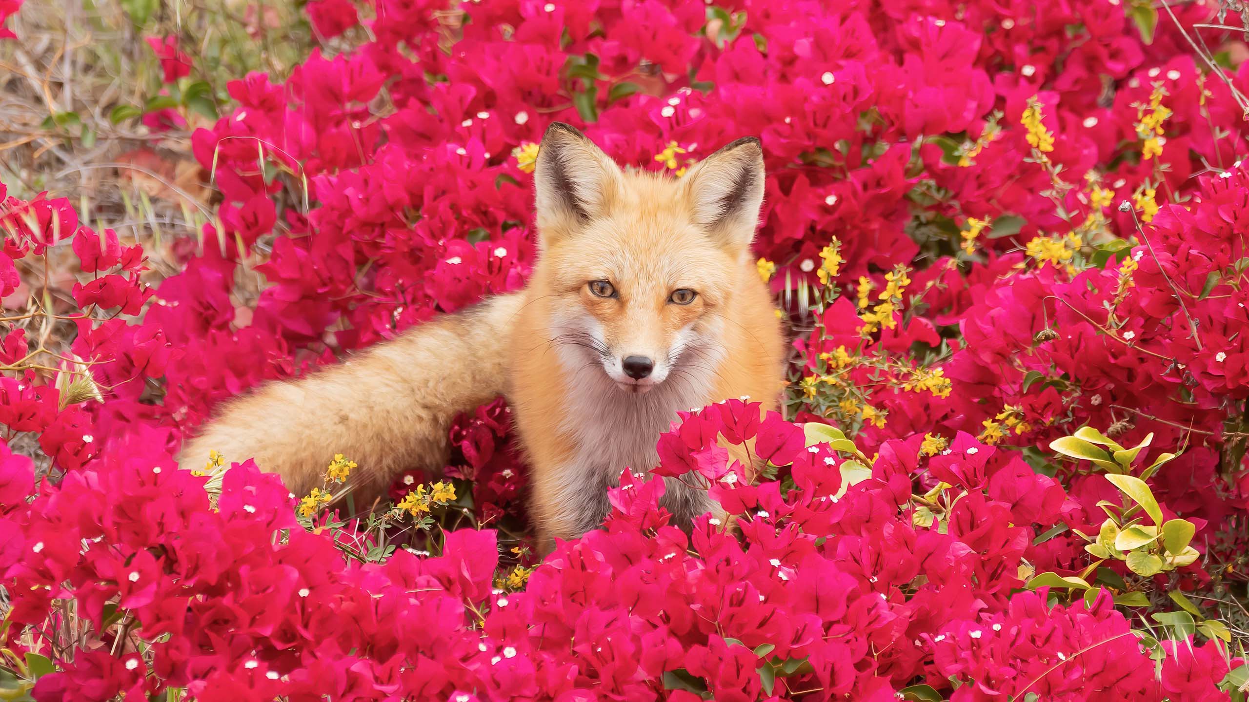 2560x1440 Light Brown Fox Is Standing In Bougainvillea Glabra Flowers Field HD Fox Wallpaper