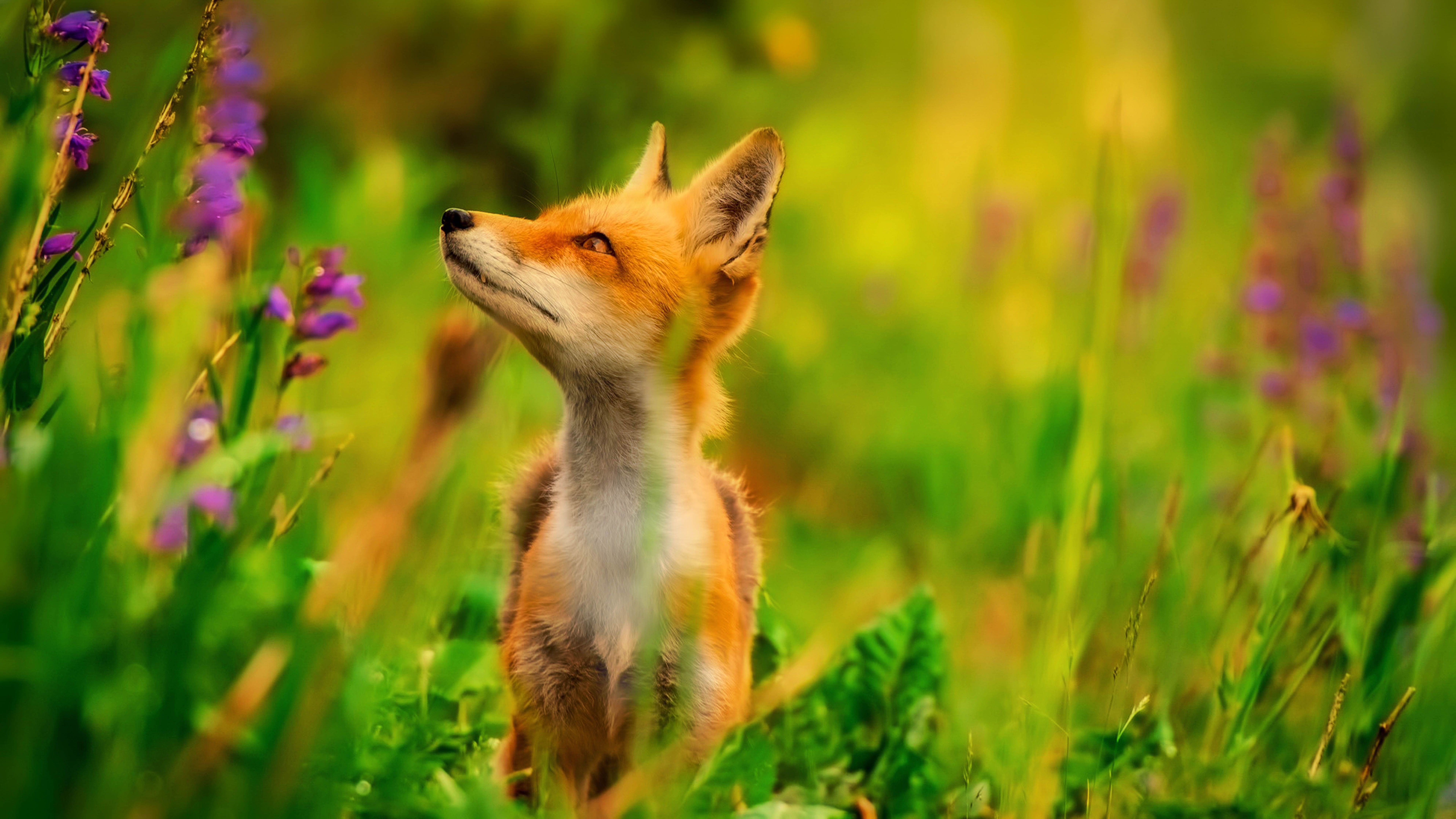 7680x4320 Red Fox Wallpaper