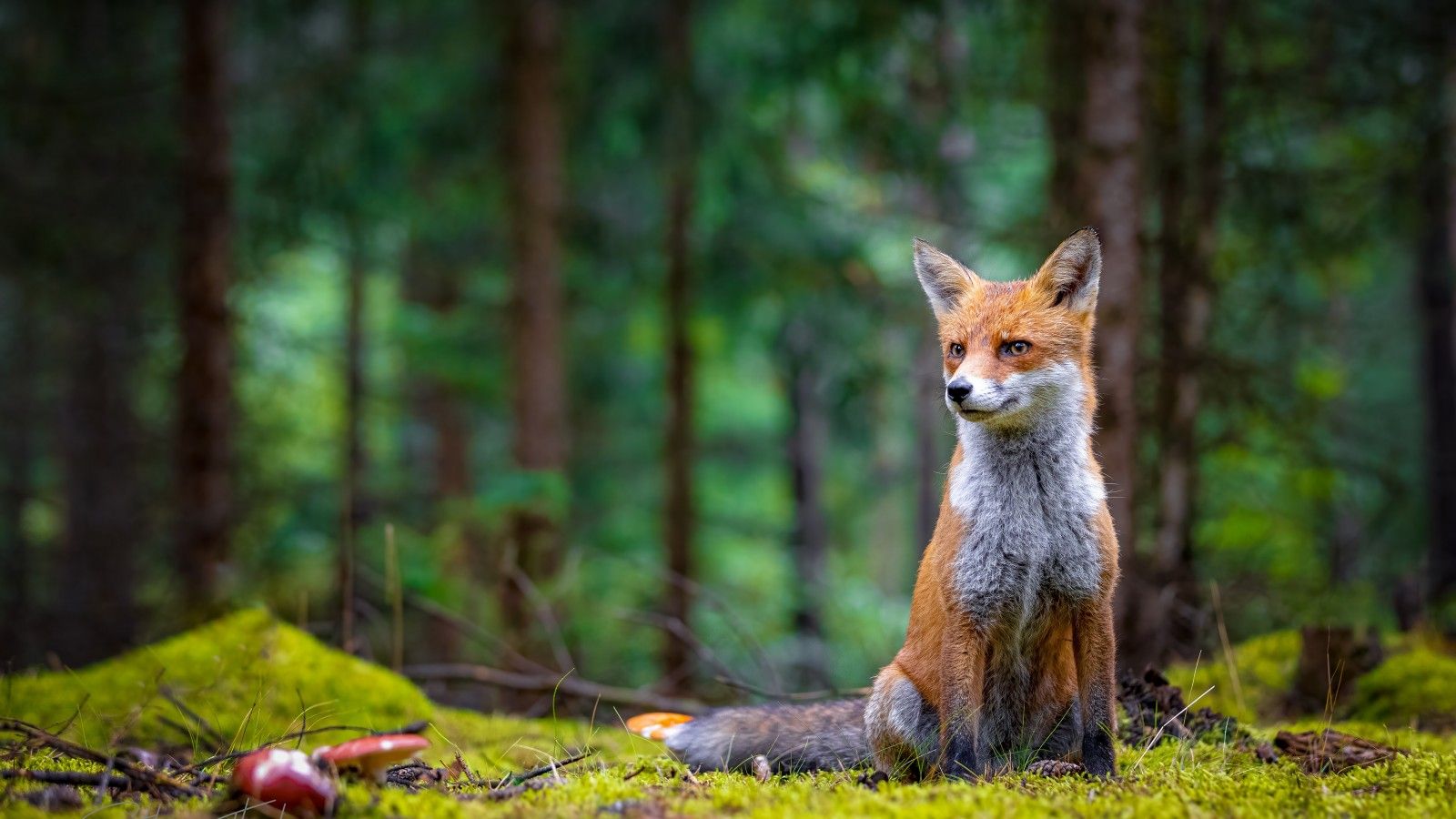 1600x900 Brown White Fox Is Sitting On Grass In Blur Forest Background 4K 5K HD Fox Wallpaper
