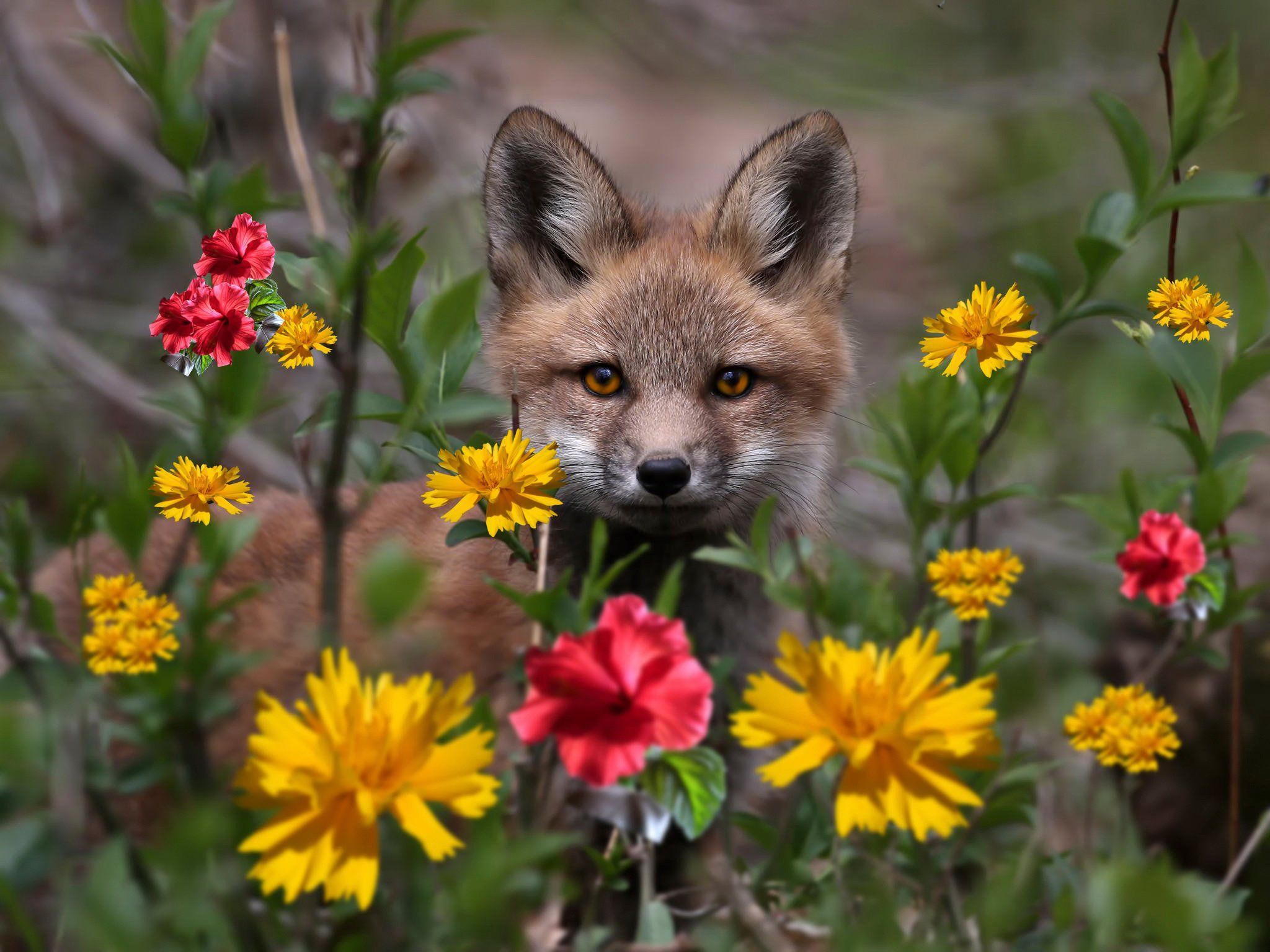 2048x1536 Spring Fox Wallpaper, HD Background