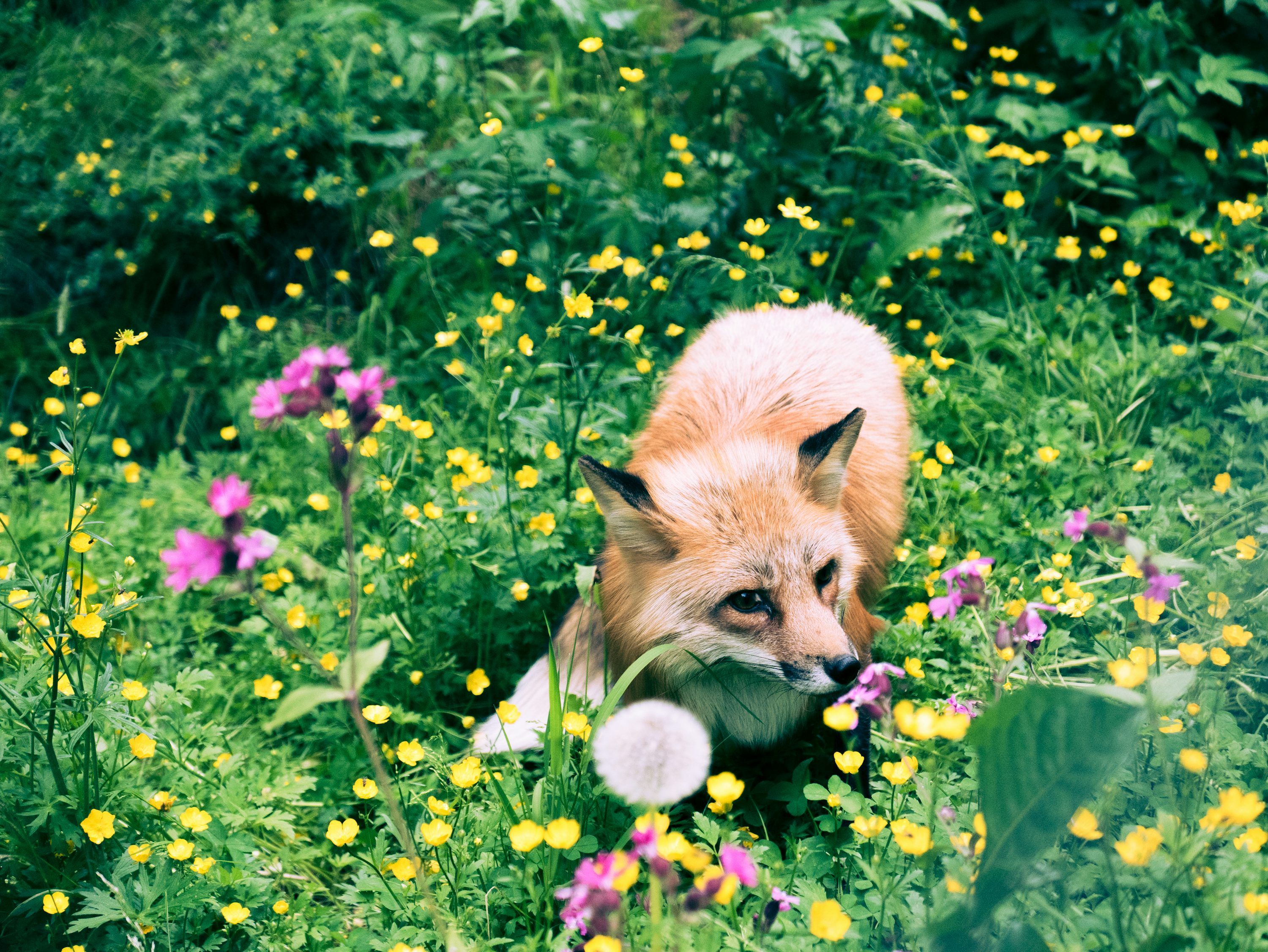 3000x2253 Brown fox in the middle of flowers photo