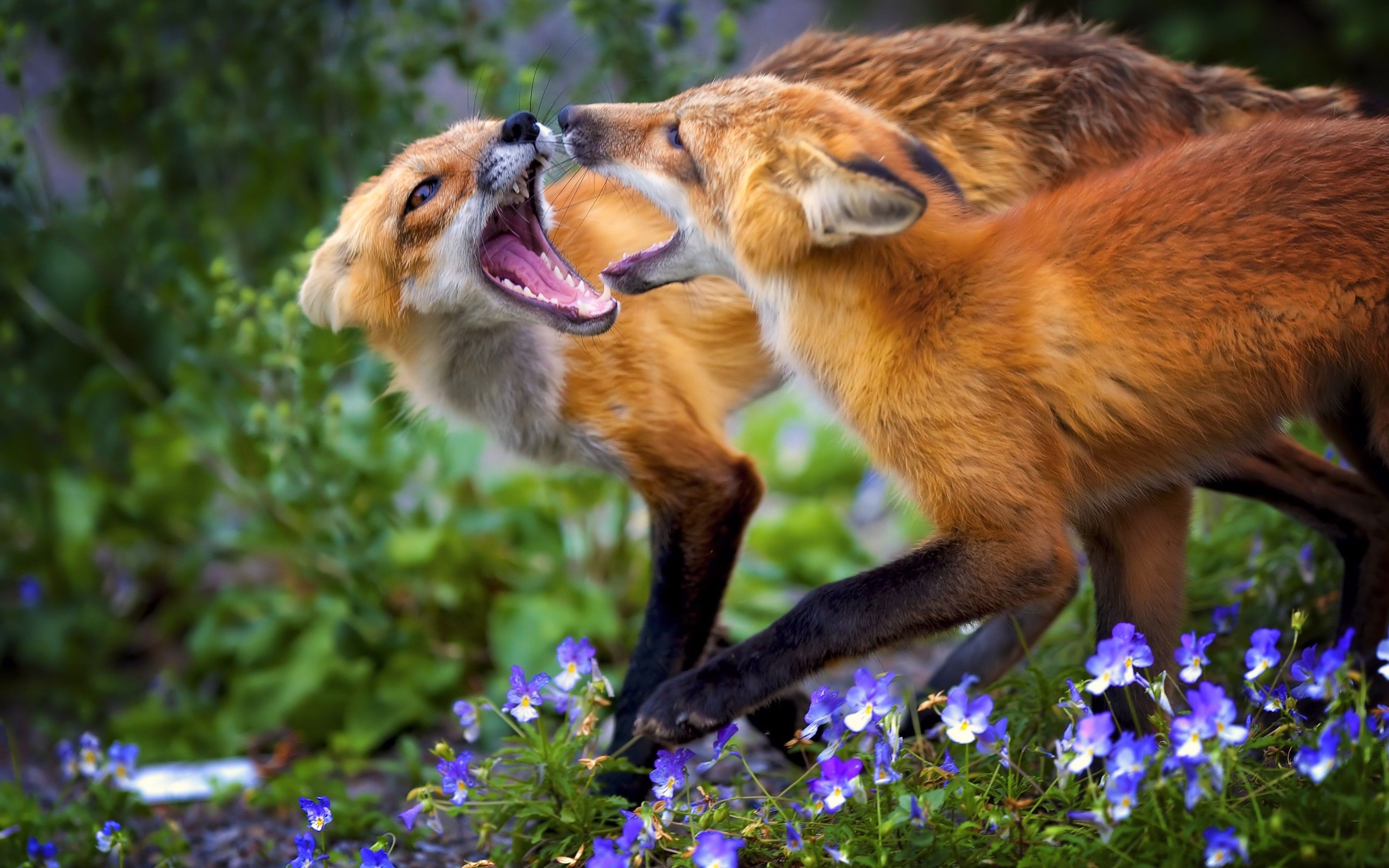 2880x1800 Wild Fox Play: Stunning HD Animal Wallpaper
