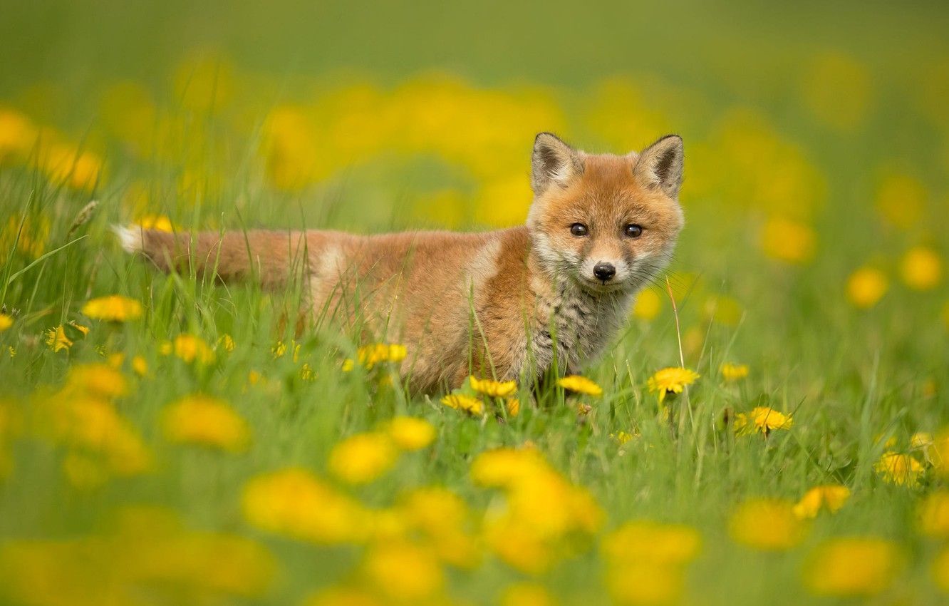 1332x850 Fox Spring Wallpaper